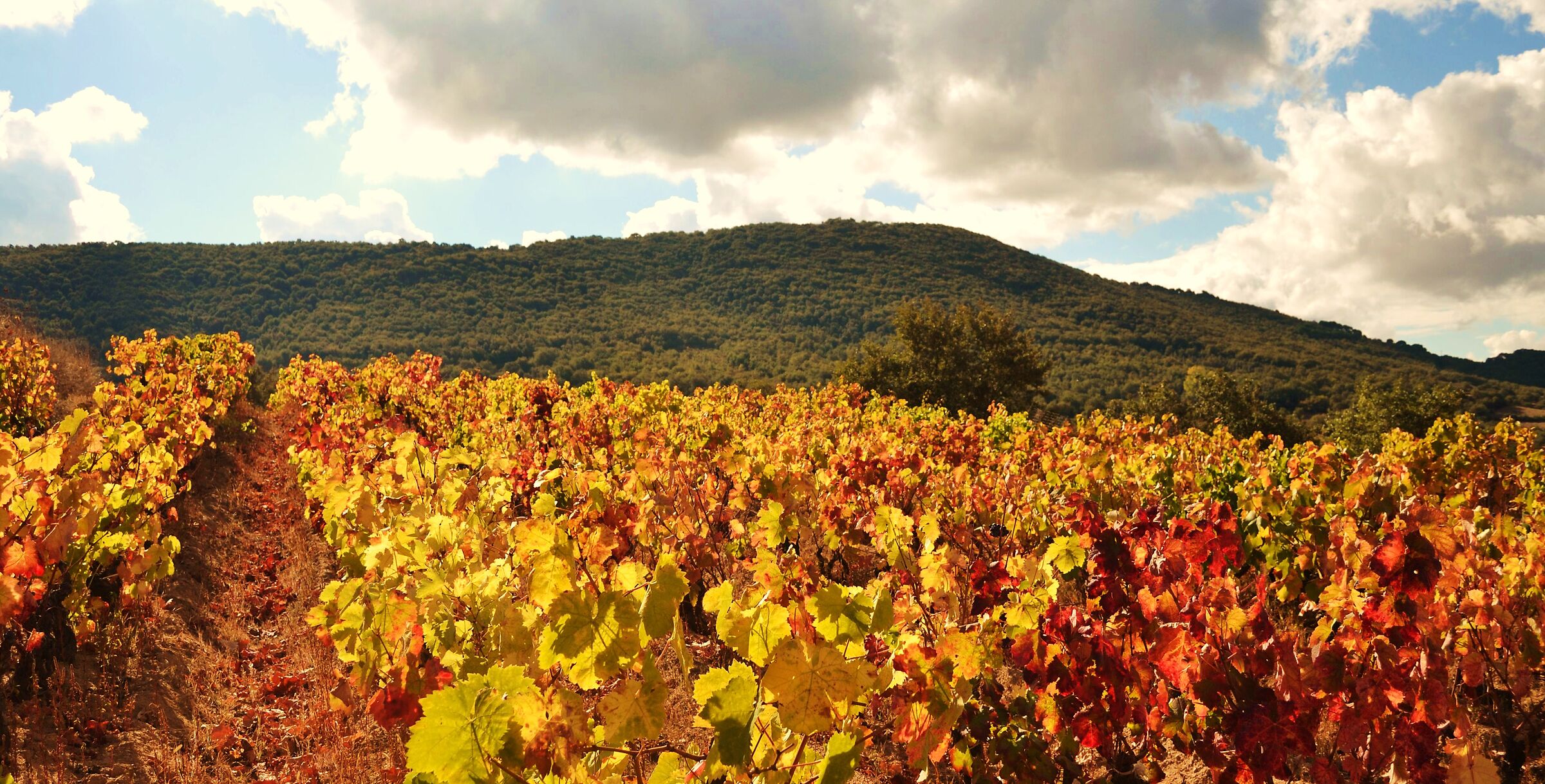 The colors of autumn atzarese