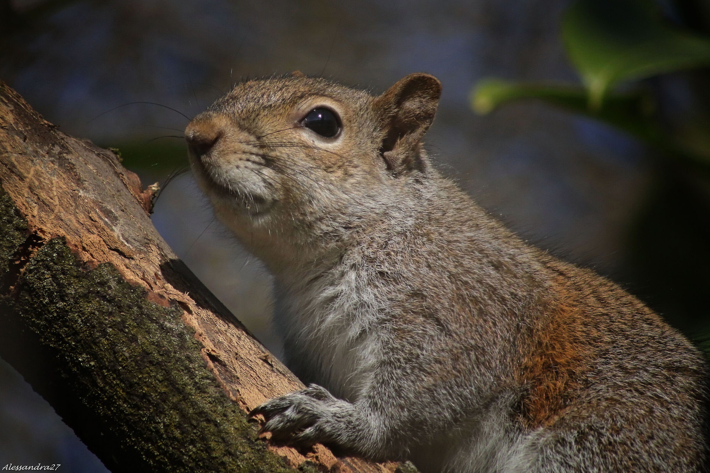 troppa confusione oggi per scendere dall'albero  ....
