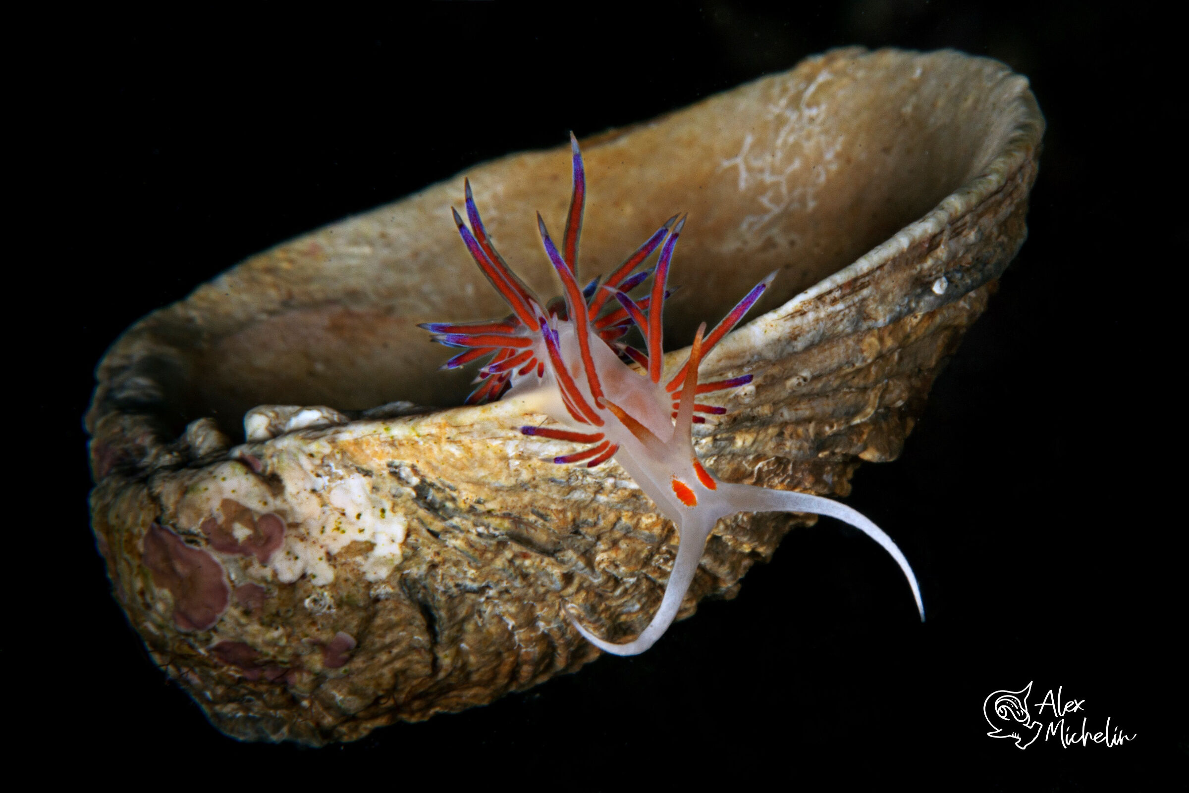 Cratena su conchiglia
