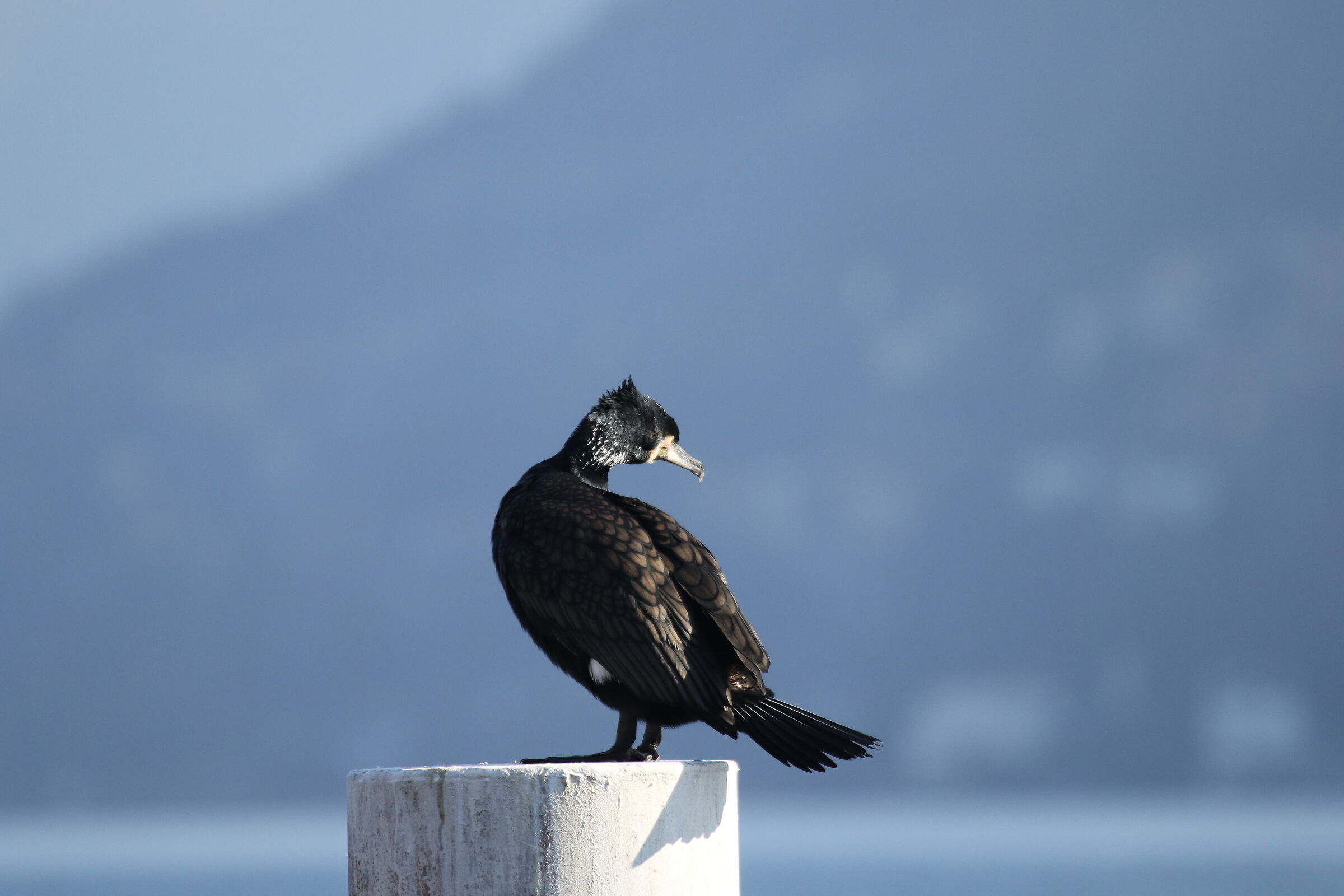 Cormorant