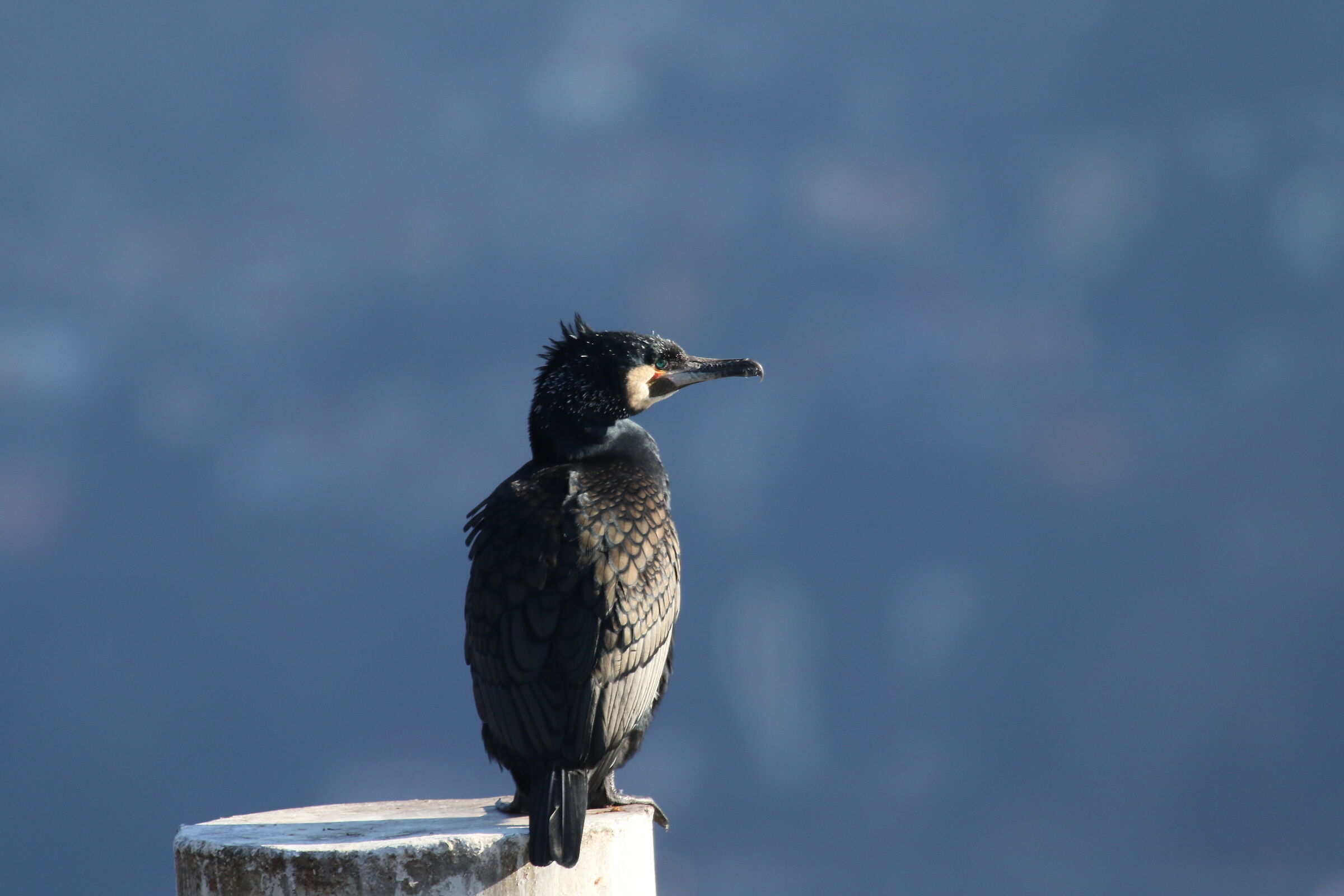 Cormorant