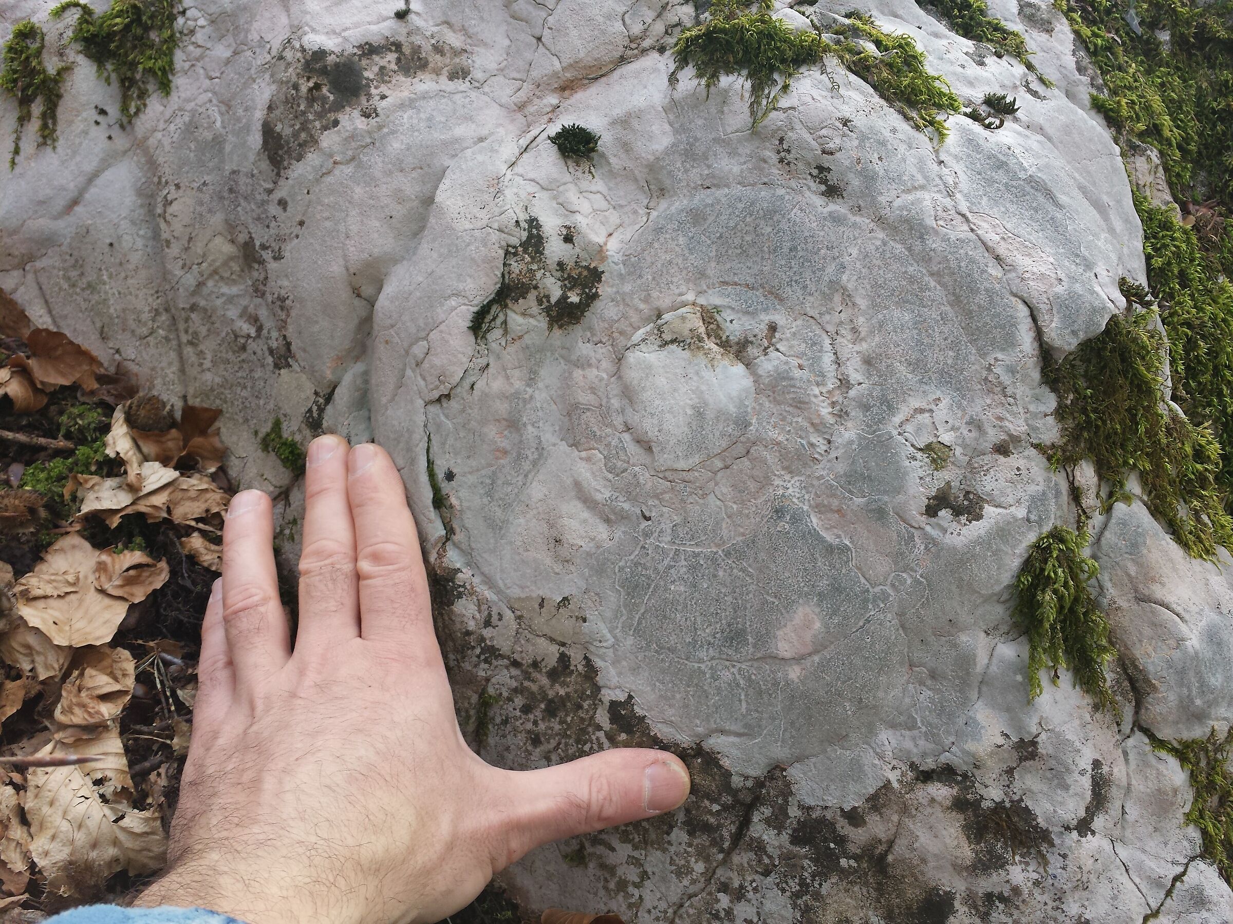 Fossil Ammonite in bosco_Comano Terme