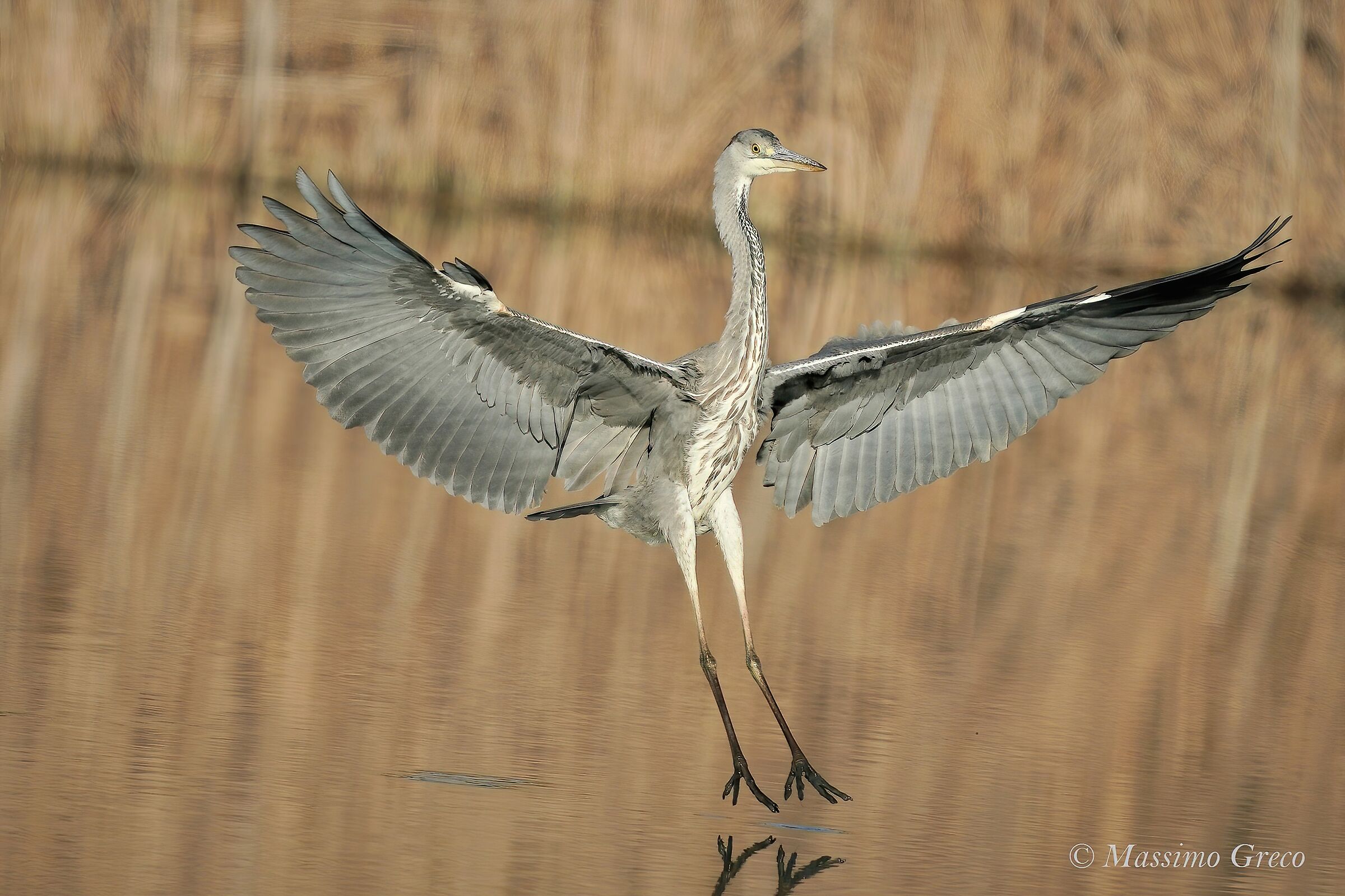 Gray heron