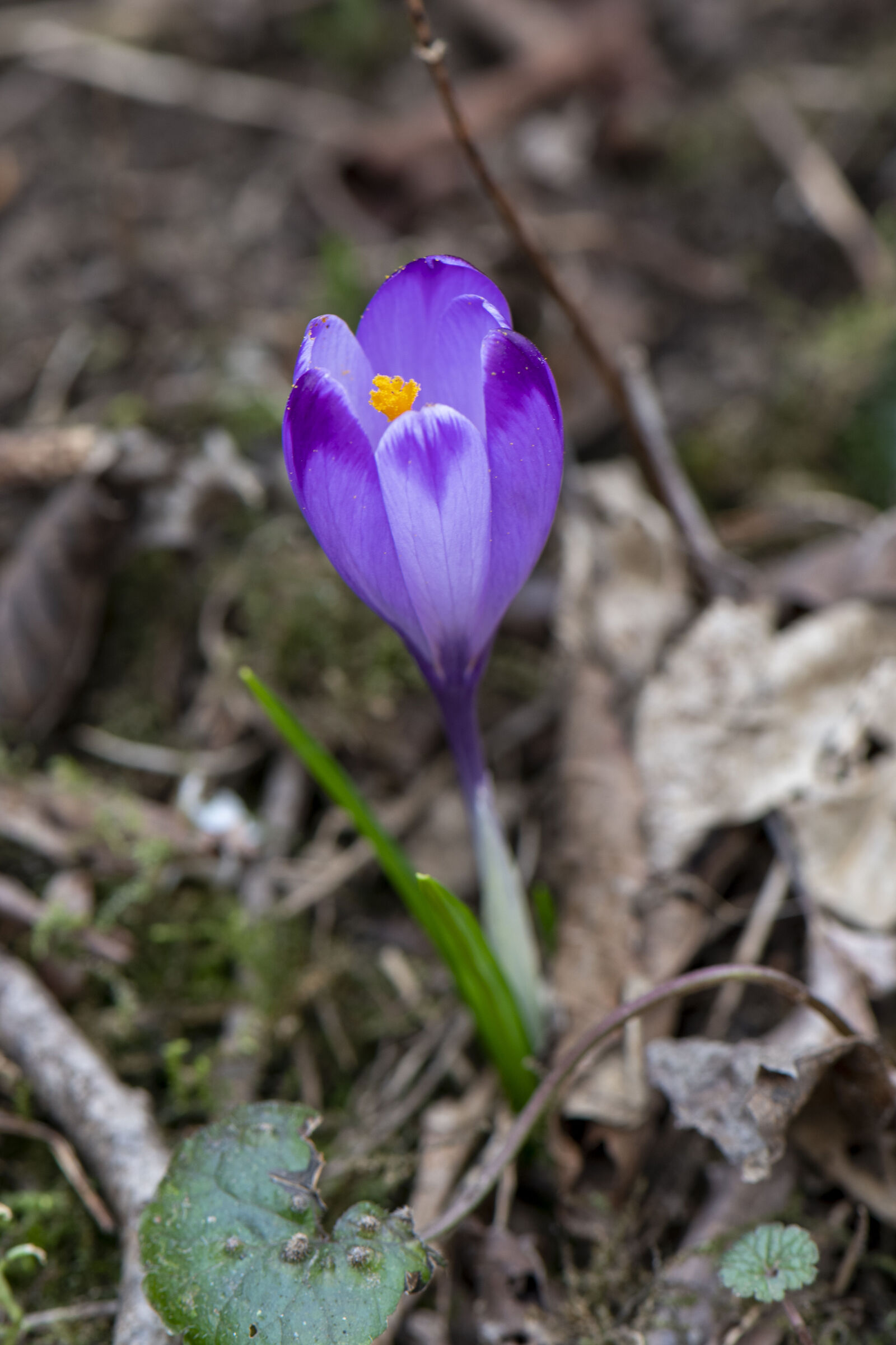 Crocus
