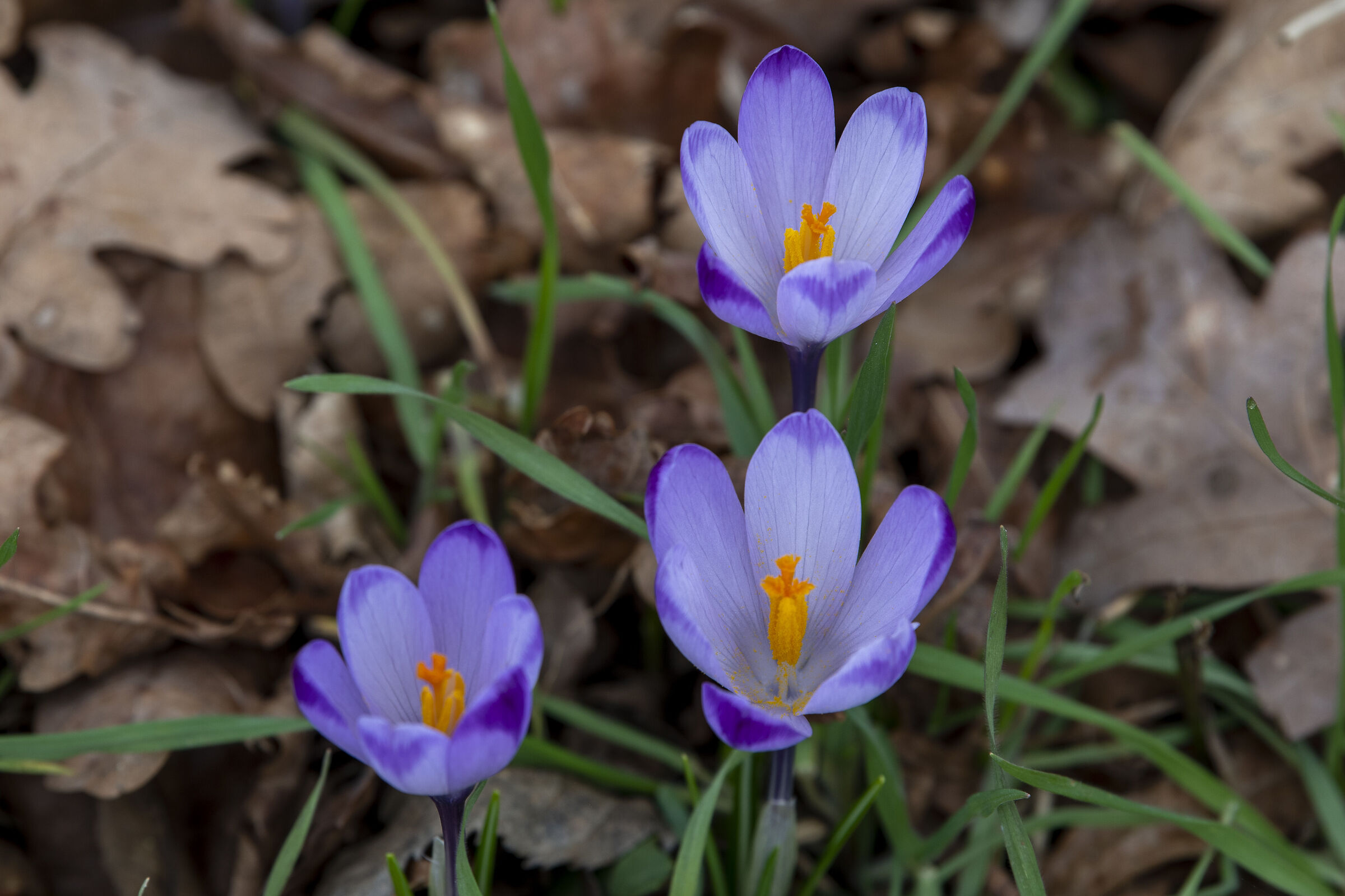 Crocus
