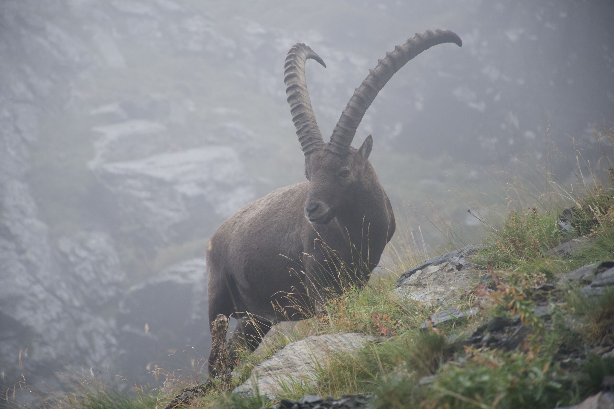 Stambecco (Lago di Coca)
