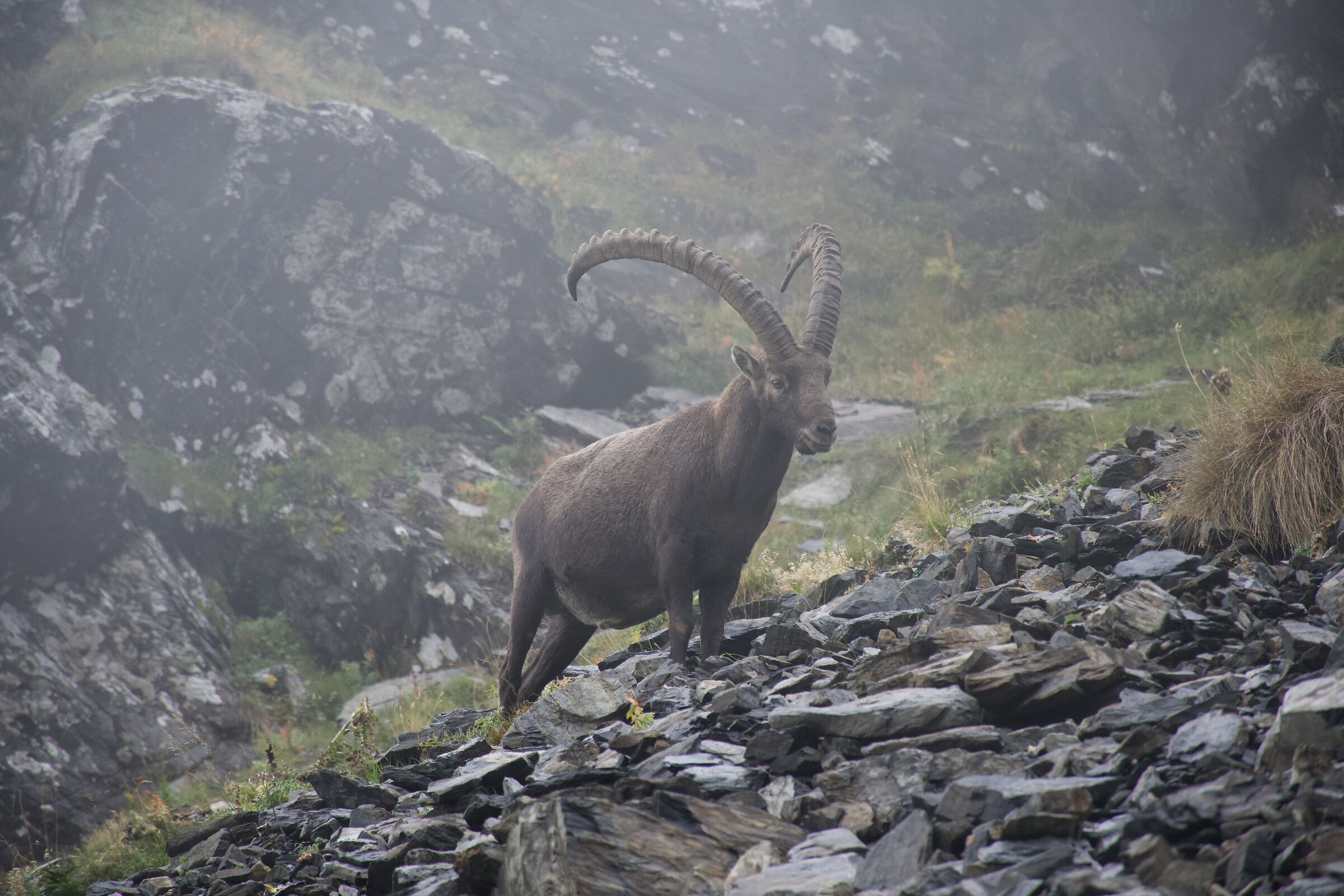 Stambecco (Lago di Coca)