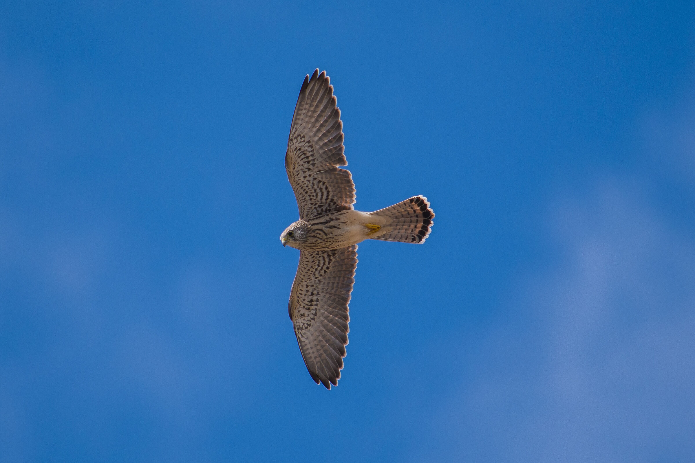 Falco Grillaio (Matera)