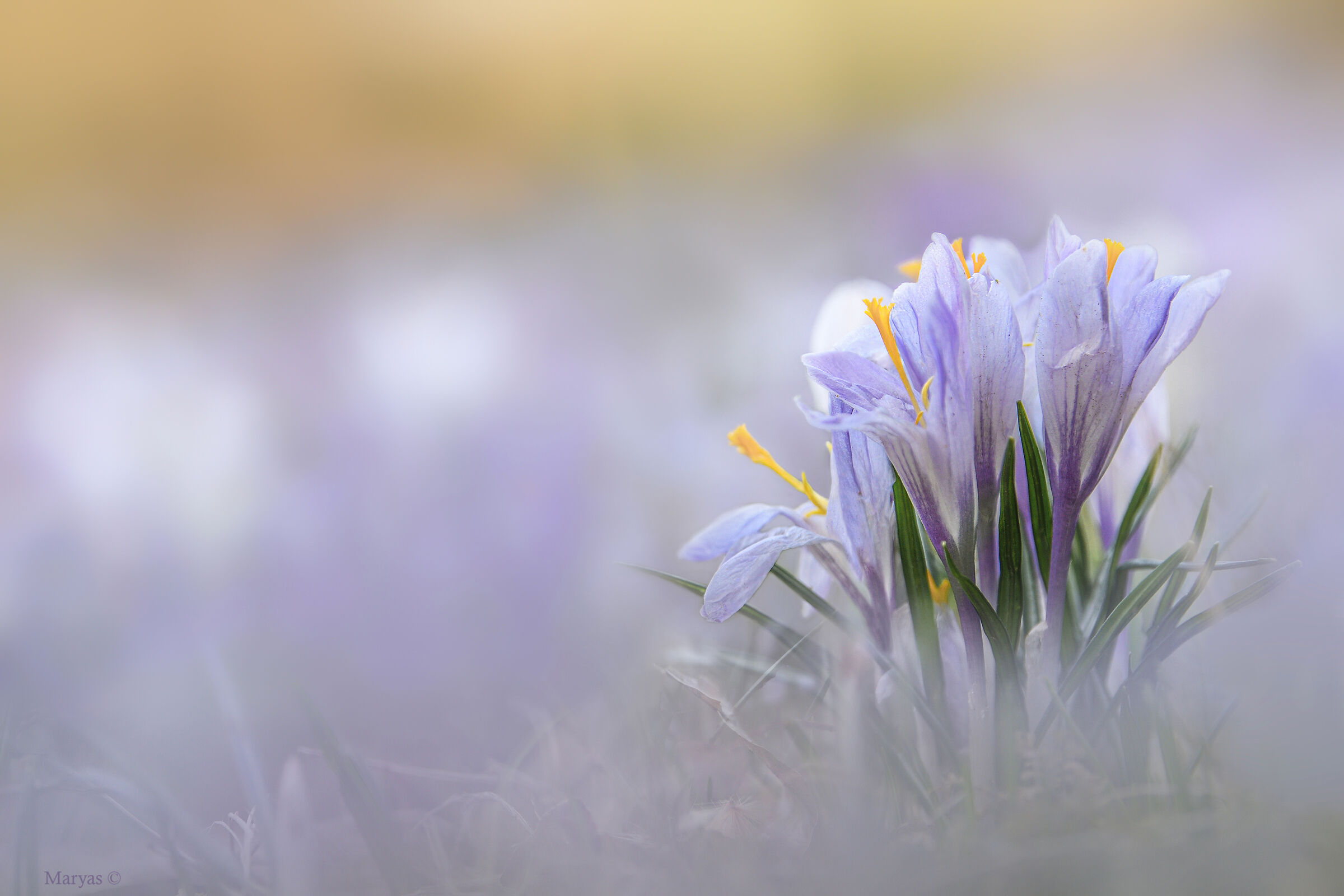 Crocus