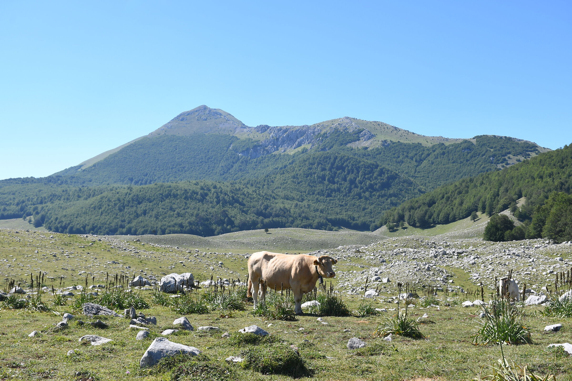 Serra Dolcedorme (Massiccio del Pollino)
