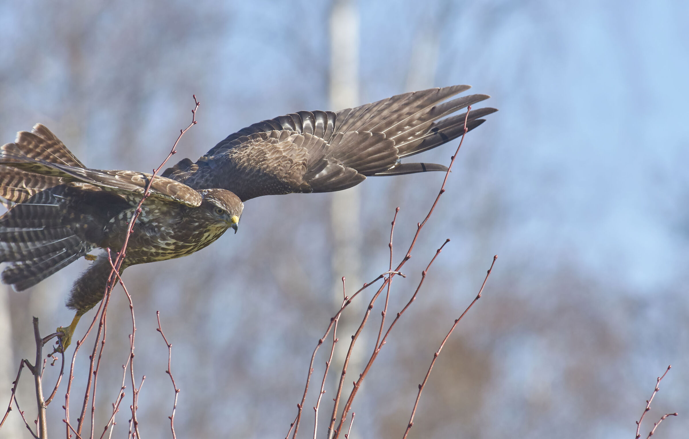 Chiusura della poiana comune europea (Buteo buteo)