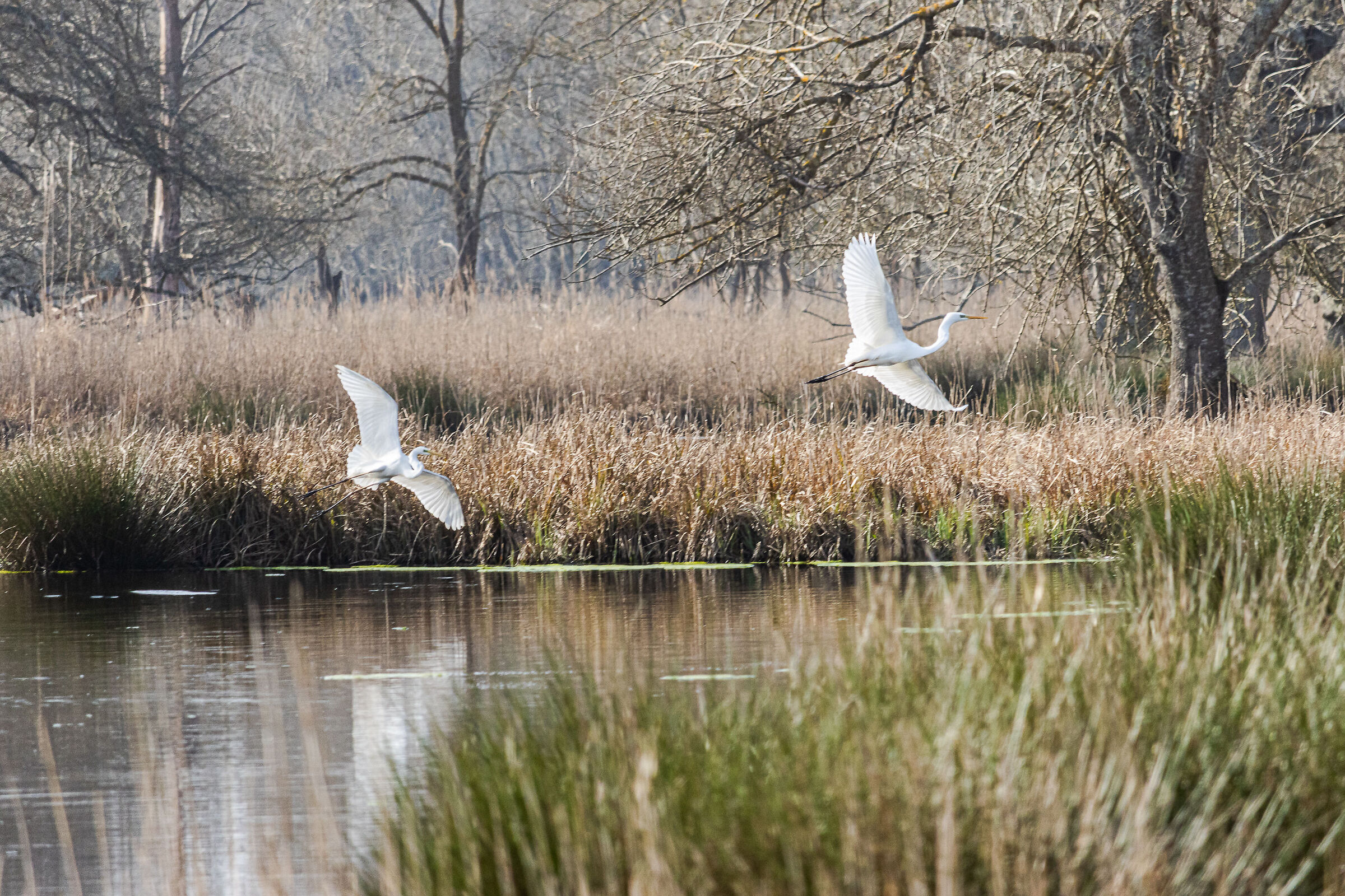 Birds in pursuit