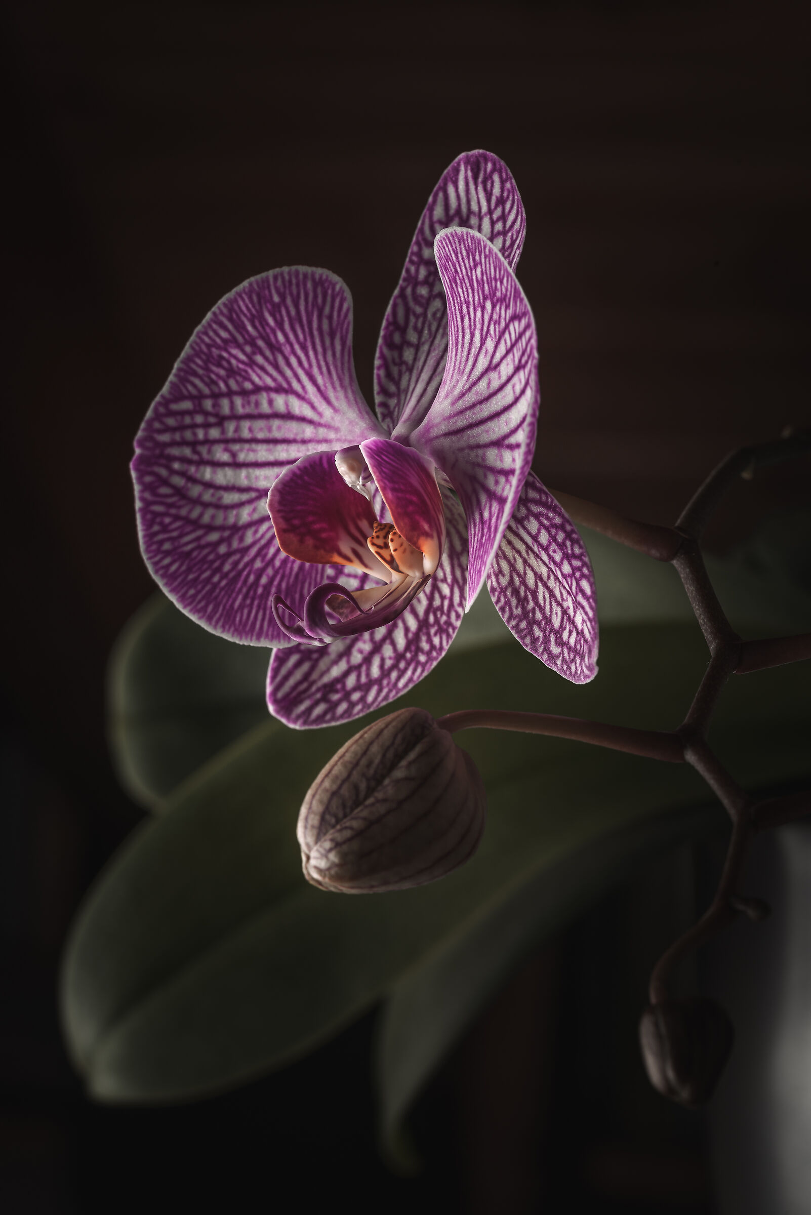 Orchidea