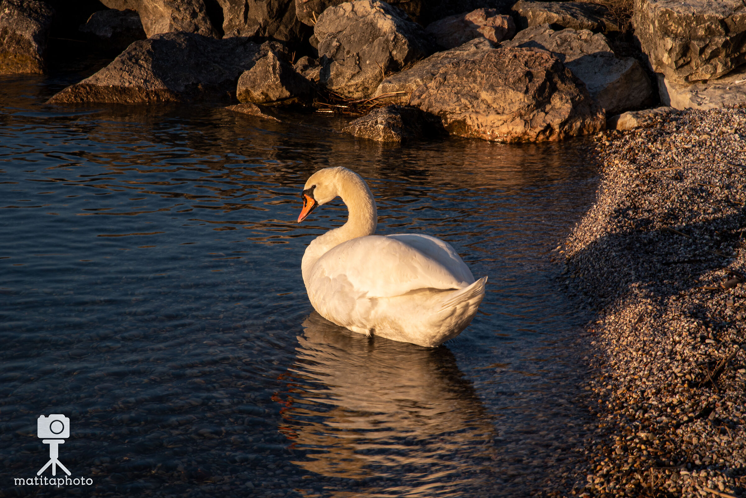Swan at Sunset 1