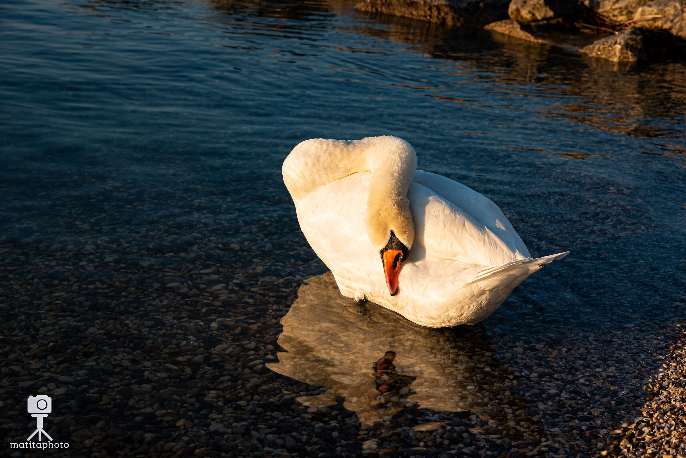 Swan at Sunset 3