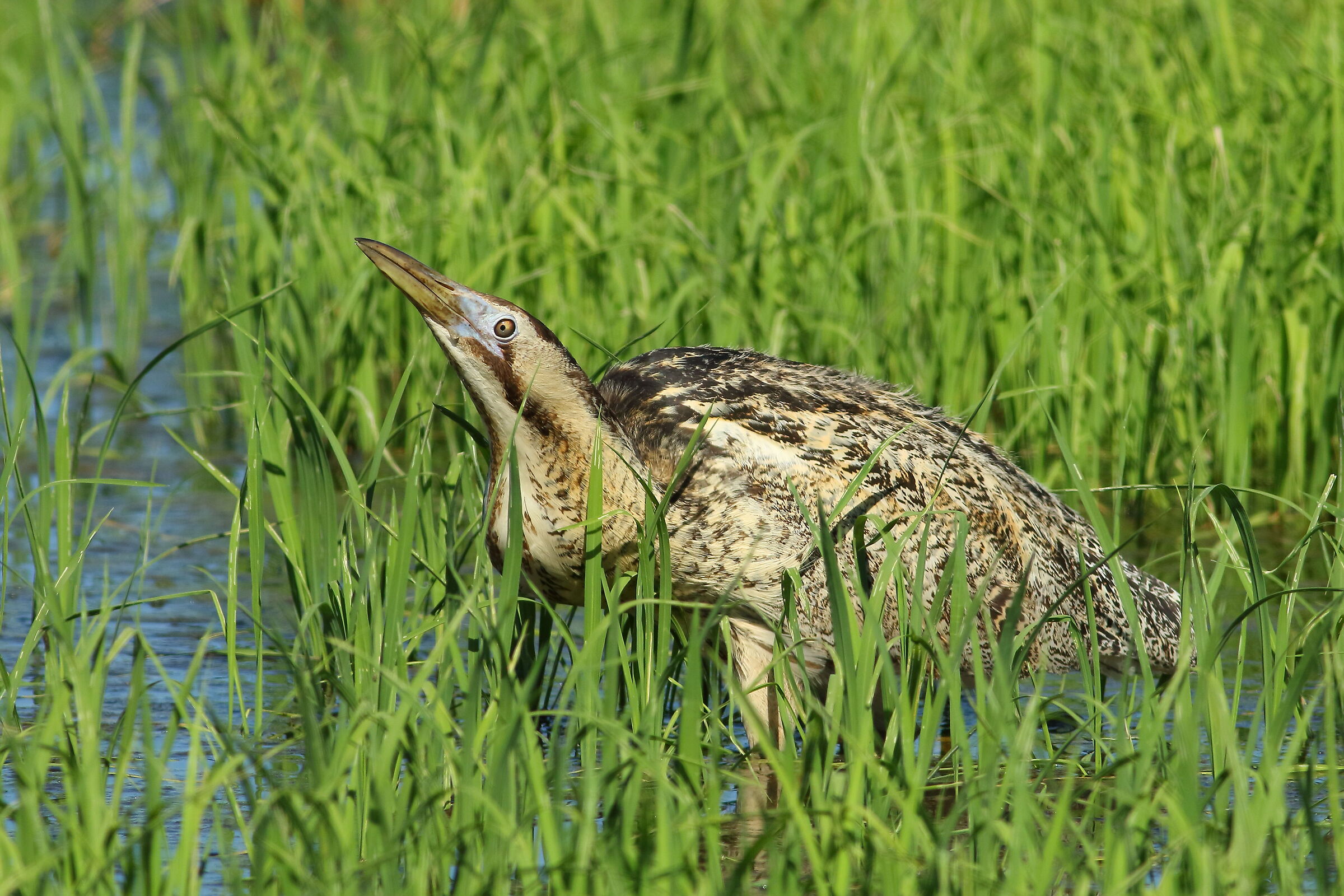 Bittern
