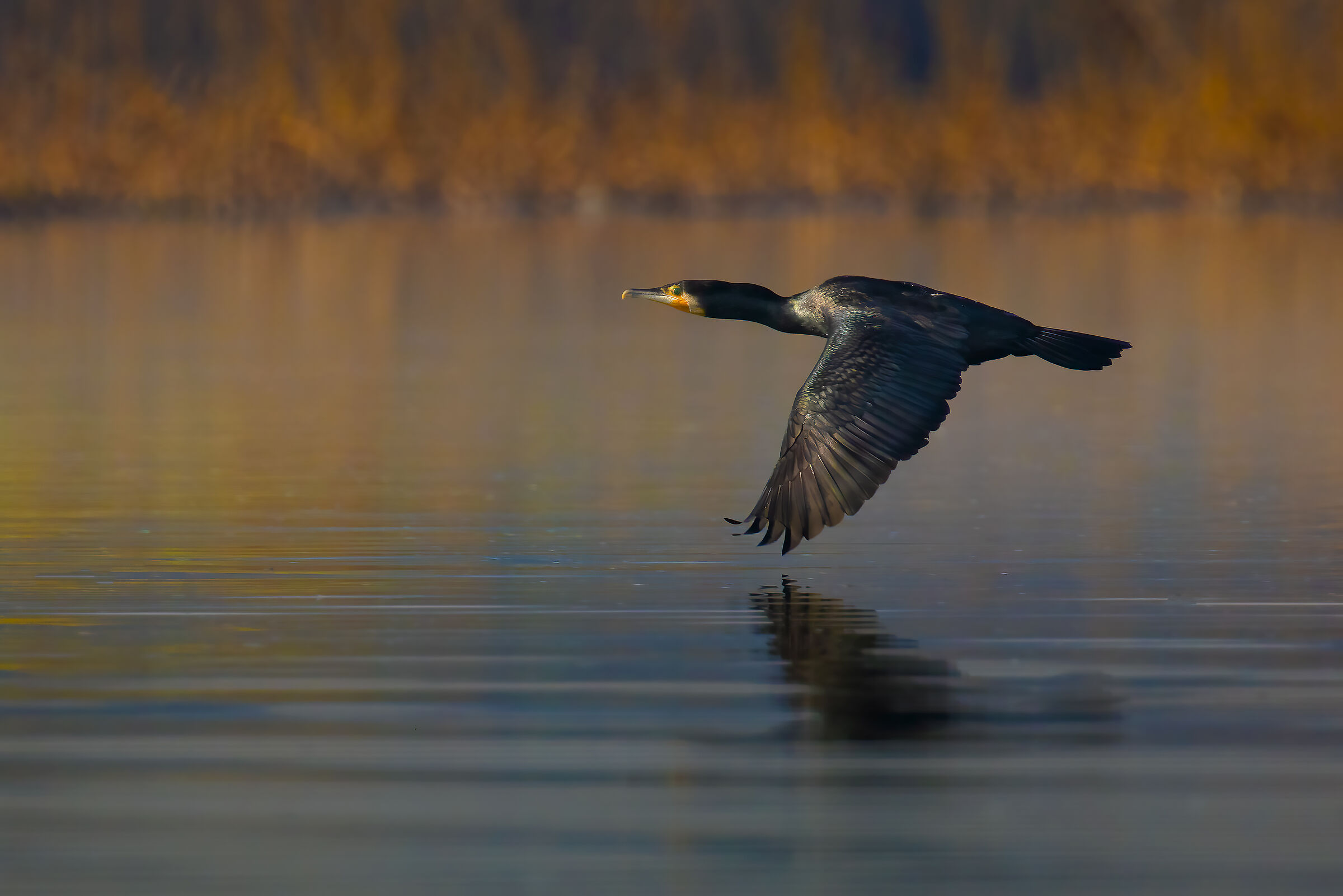Incontri nel Parco del Mincio (mn)