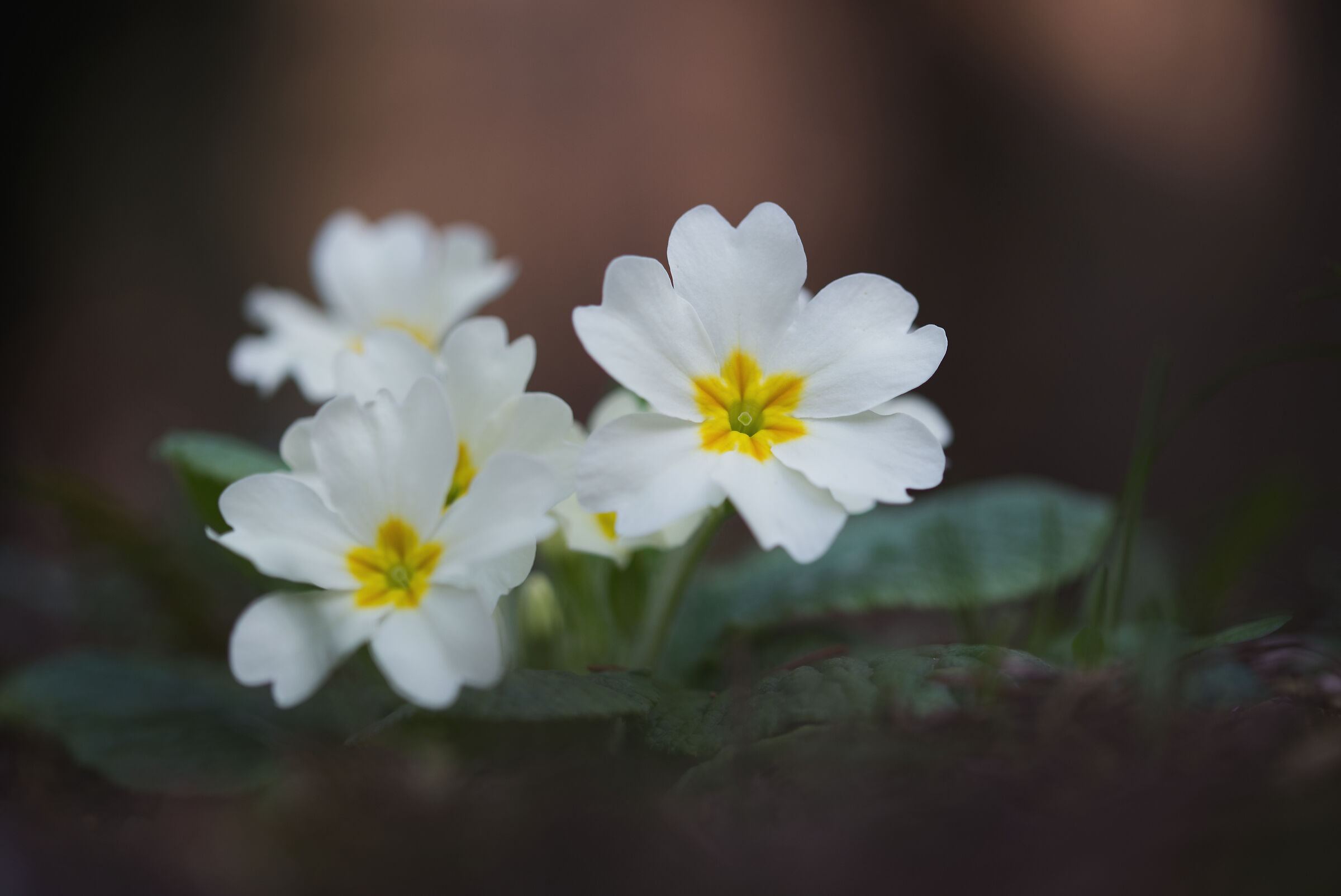 Welcome Spring!