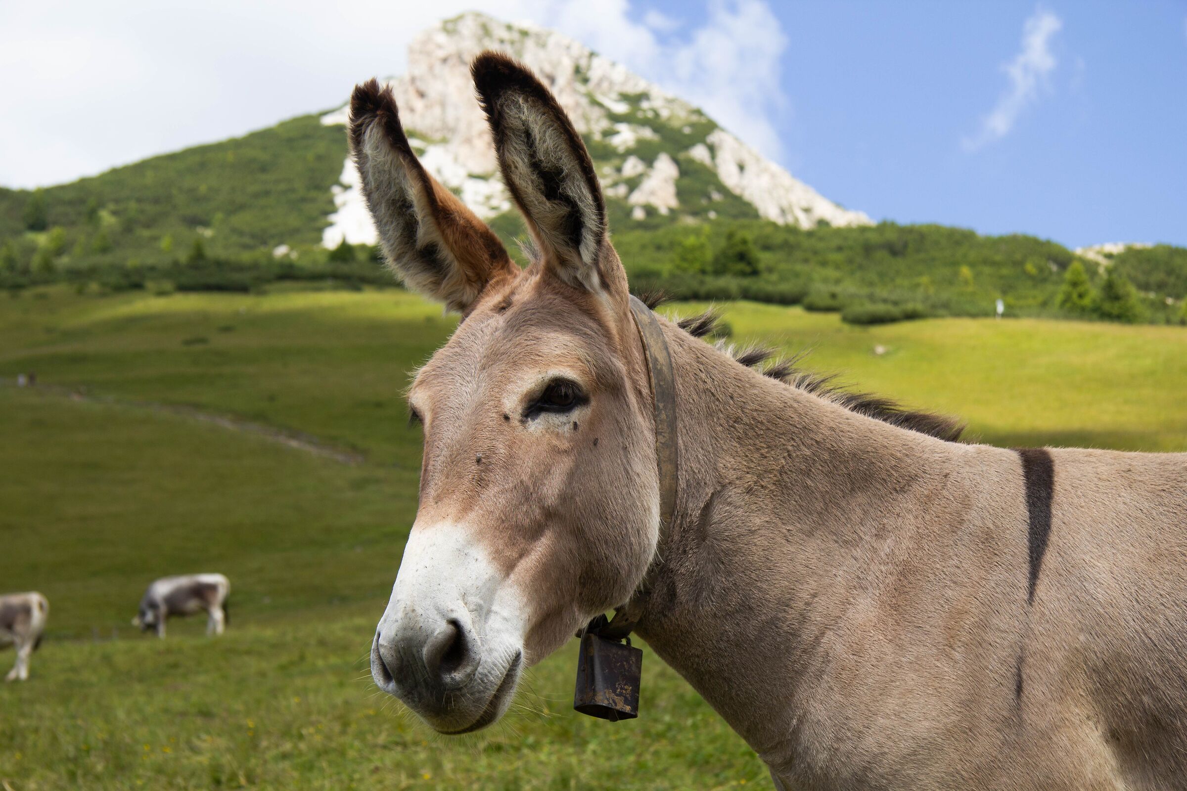 Donkey at Passo Oclini