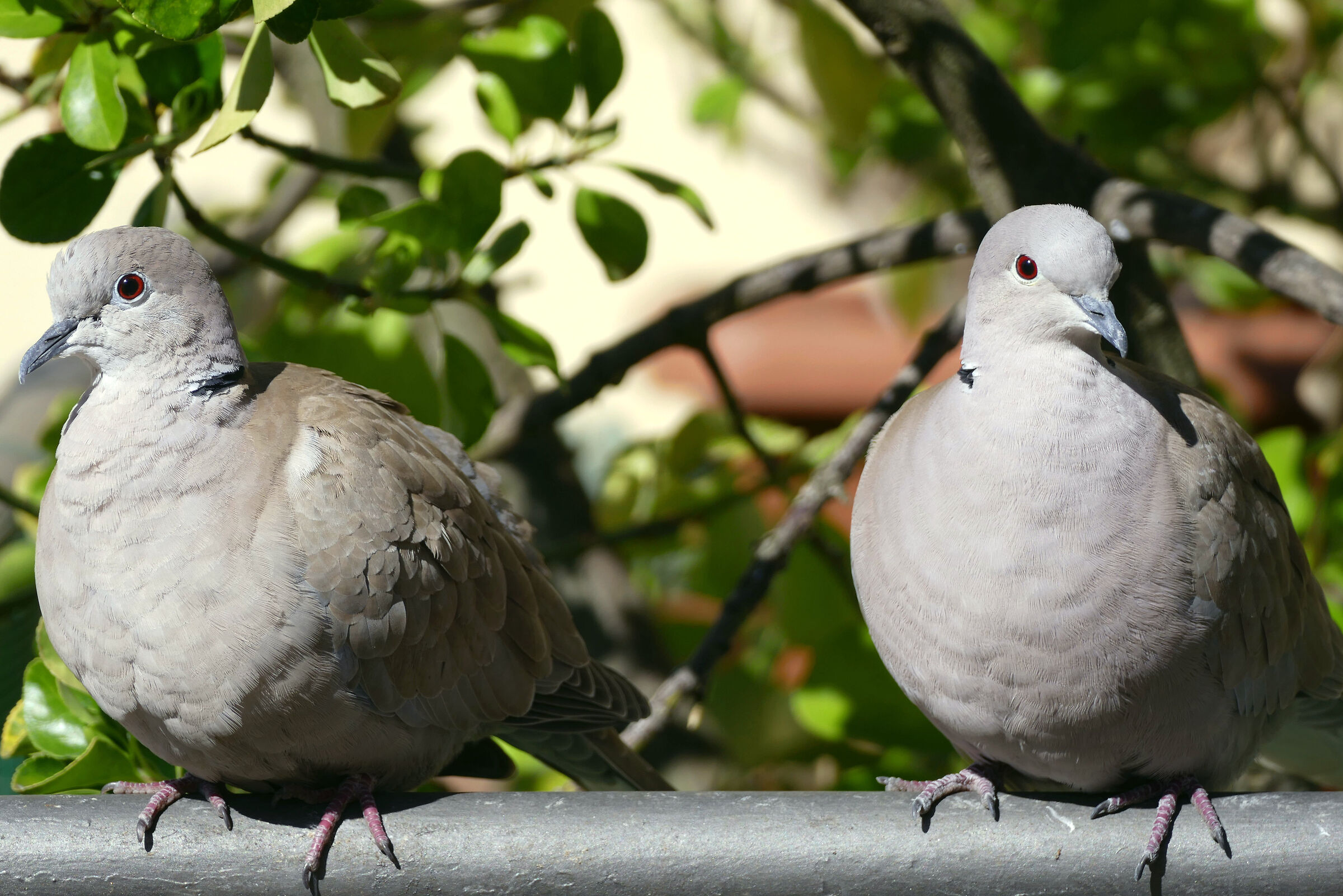 Adesso siamo in due ad aspettarti!