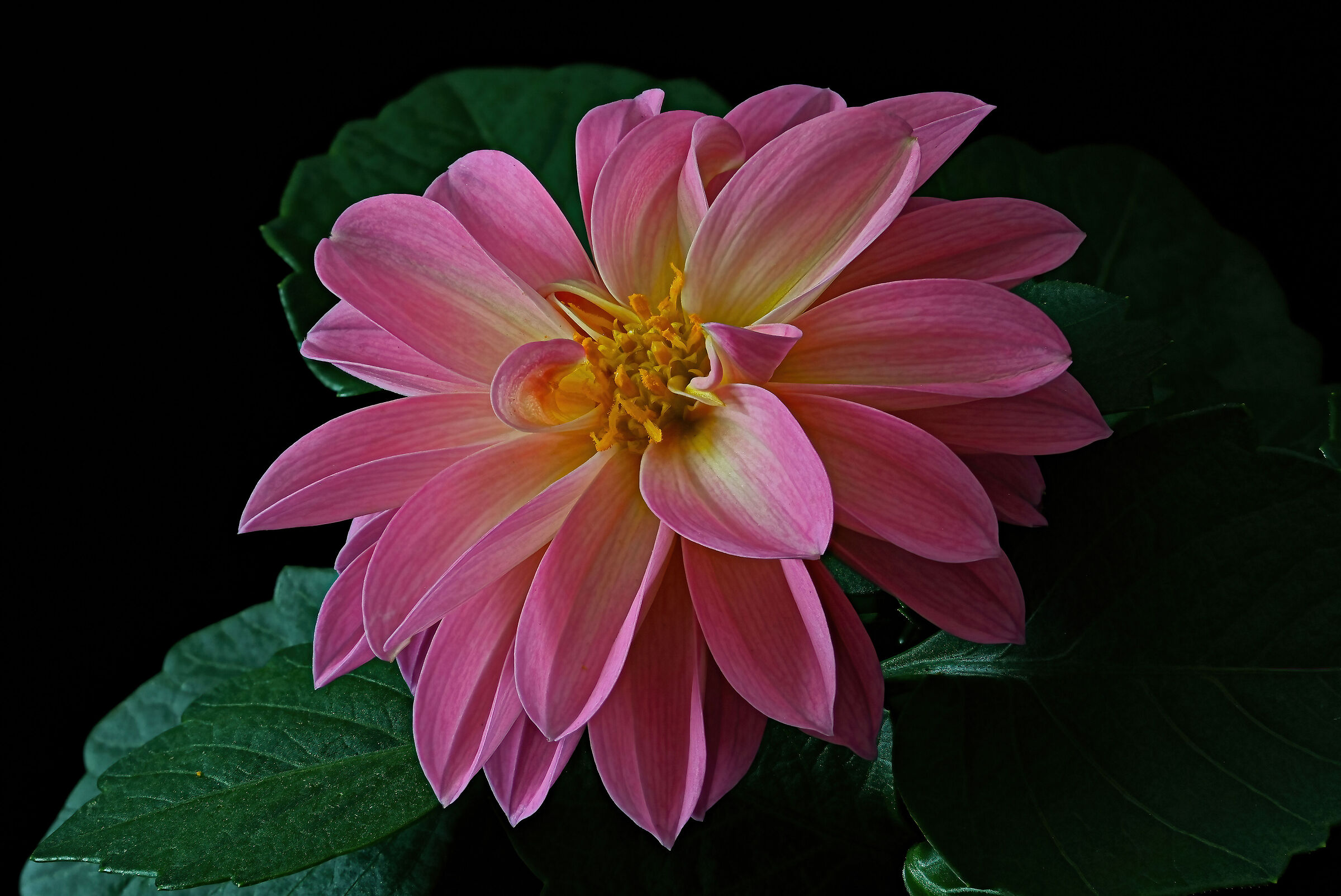 Dahlia