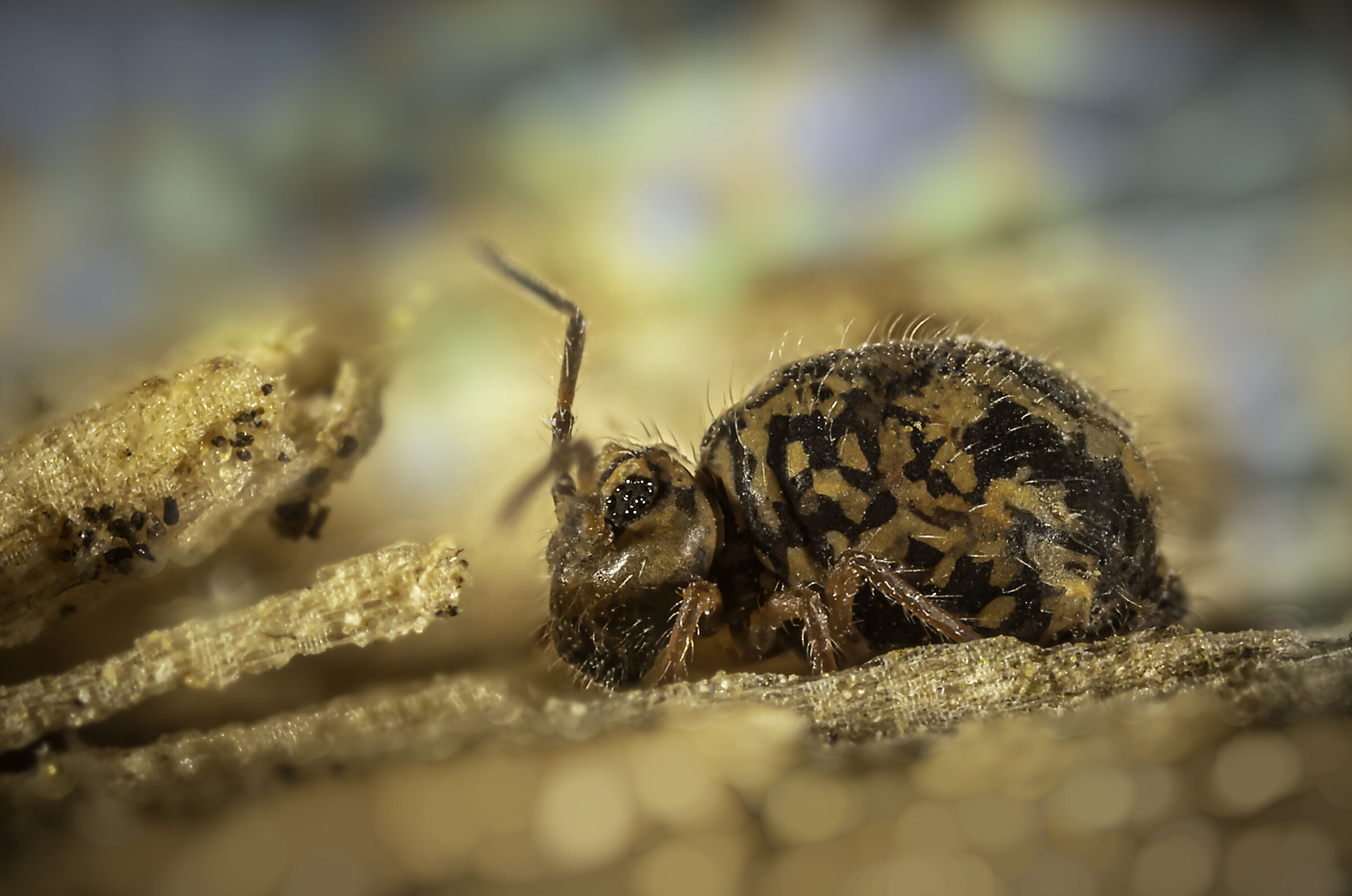 First Life Form Discovered on Mars... ...