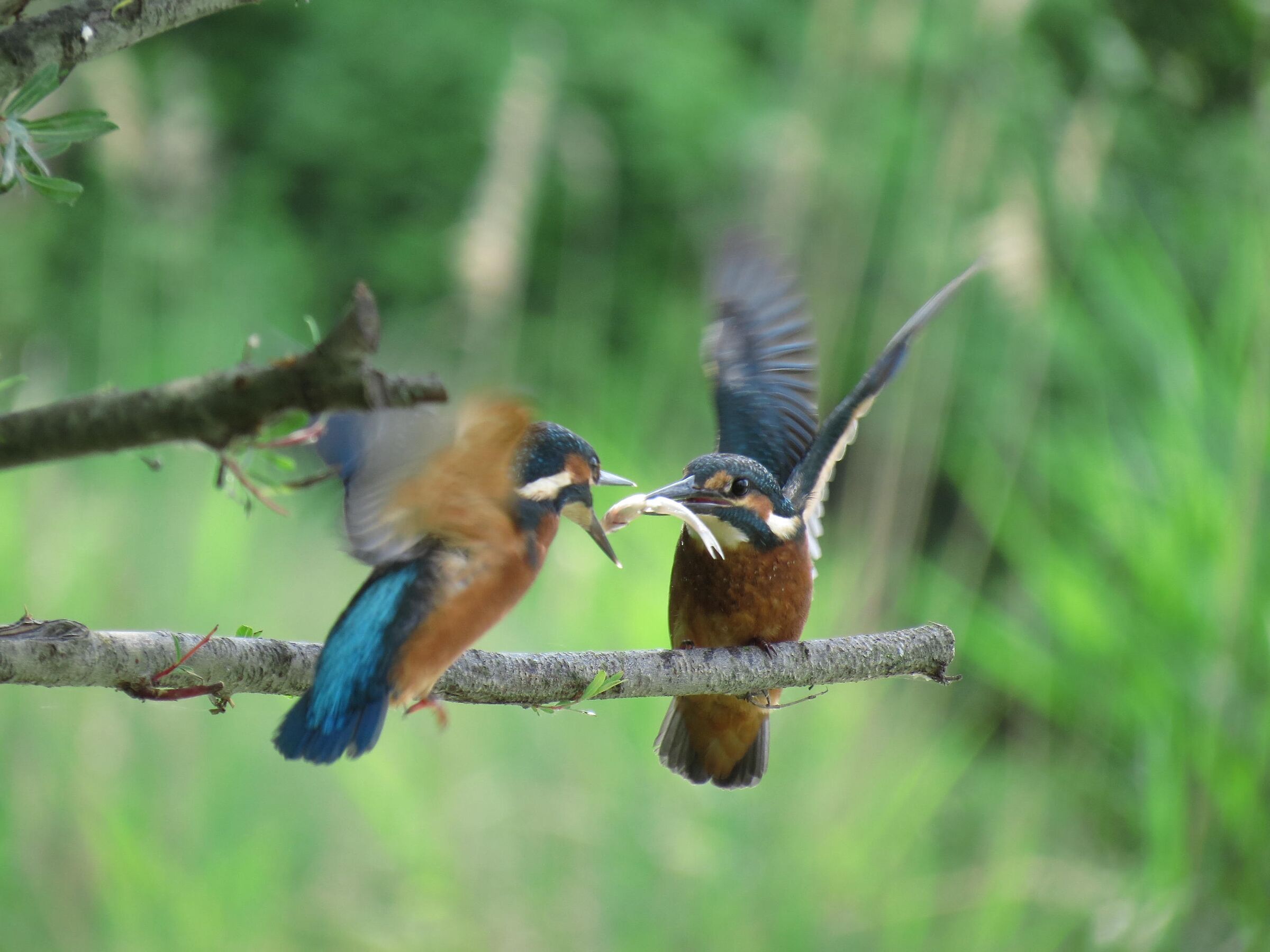 Father and son - kingfisher