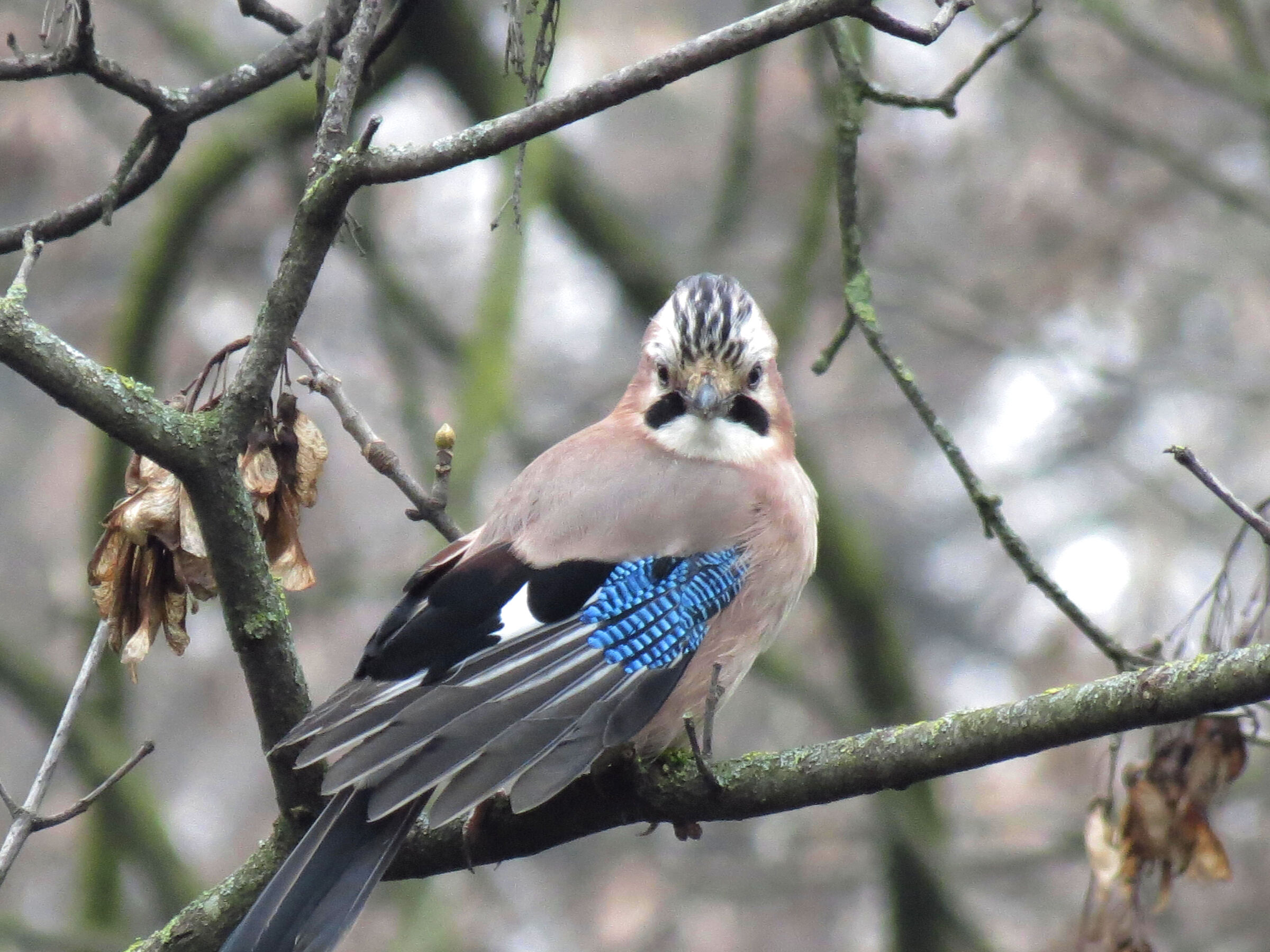 menacing look -- jay