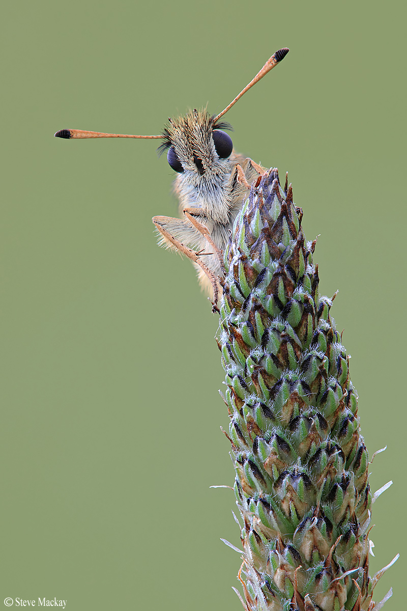 Saluti da un Skipper!