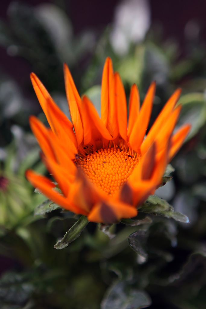 Orange eruption