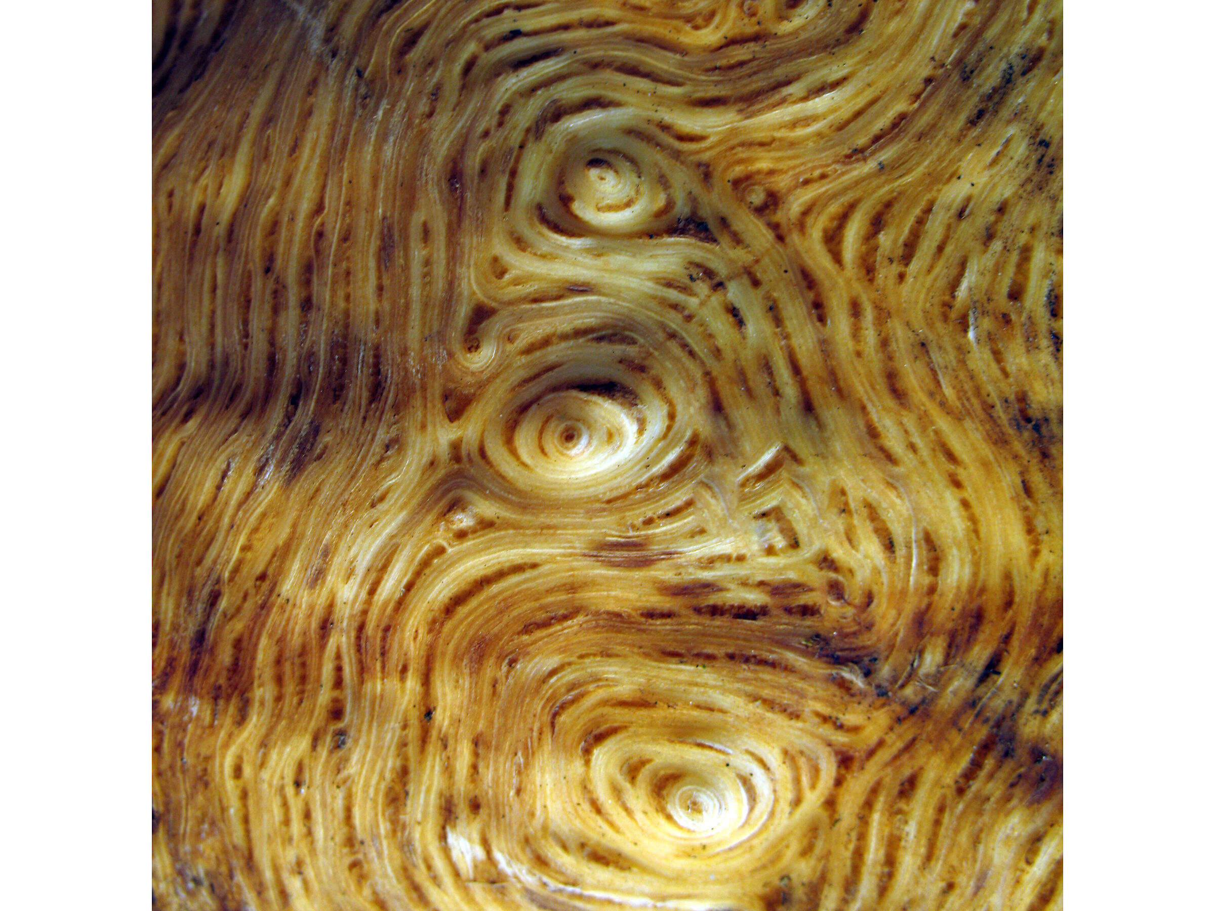Xylovortex3