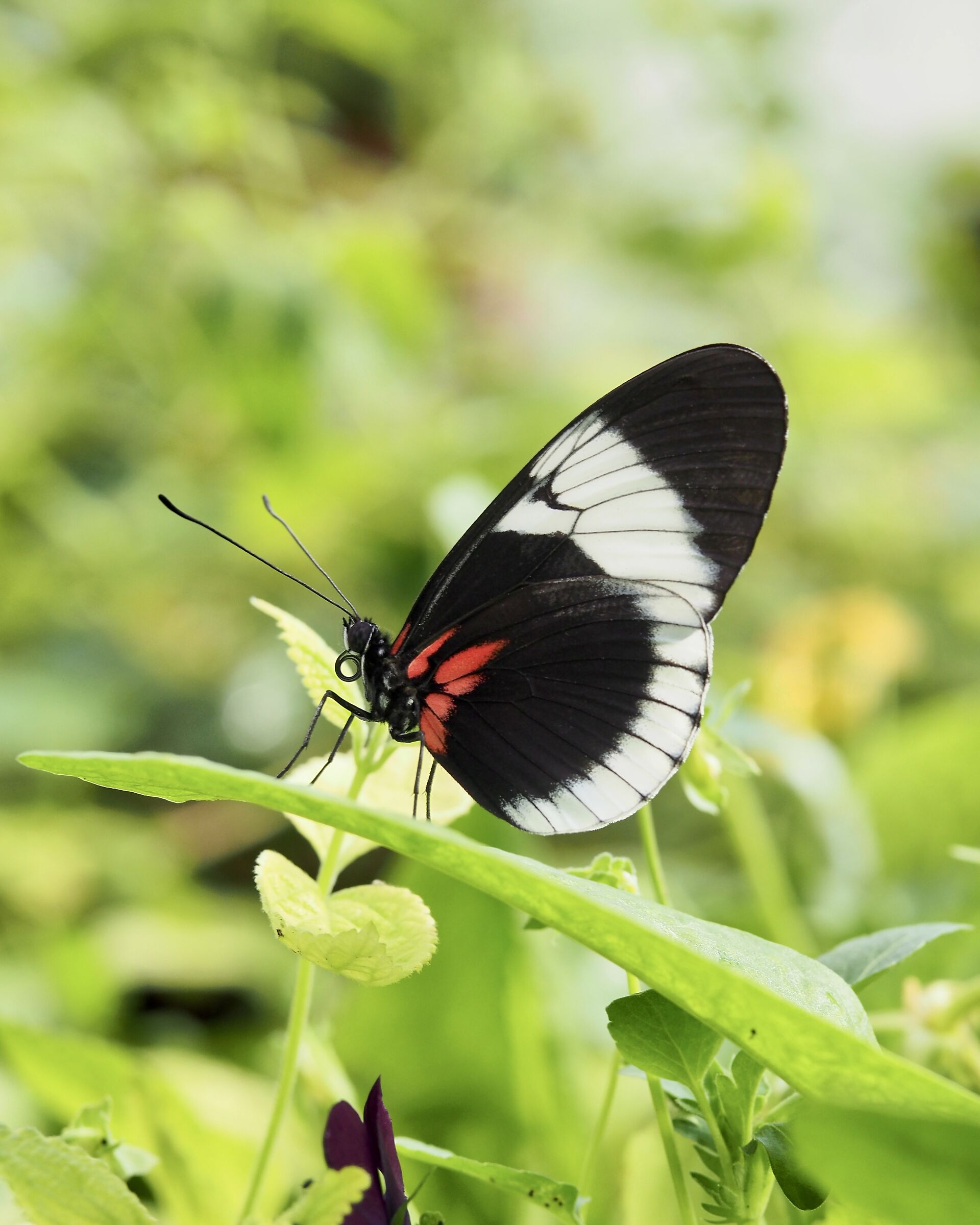 Heliconius Sapho