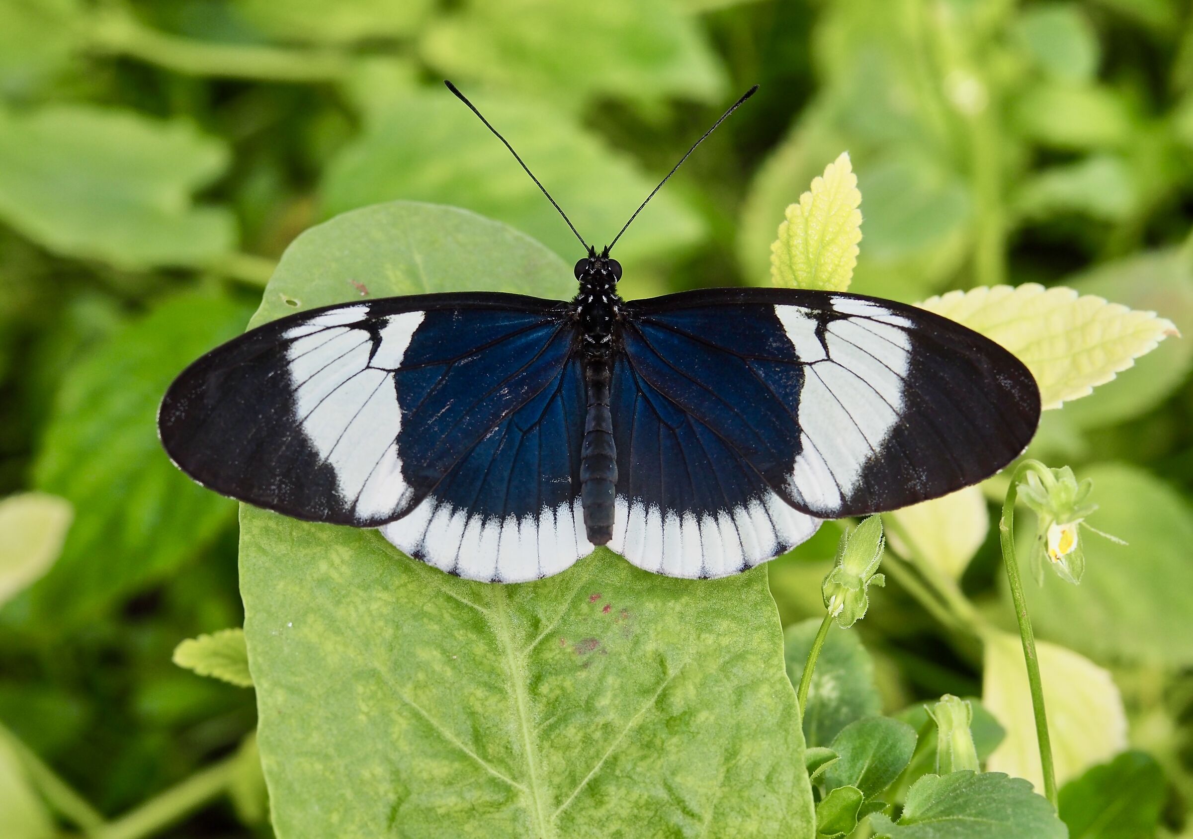 Heliconius Sapho ad ali aperte