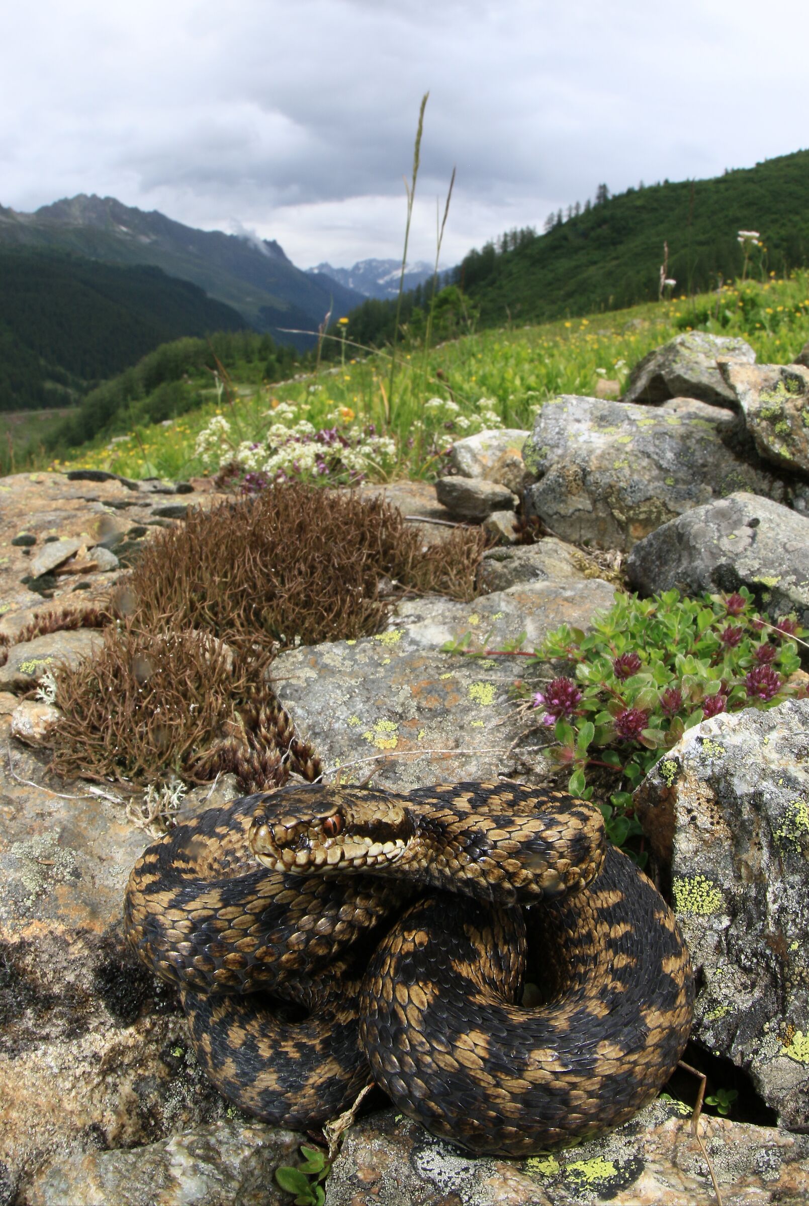 Viper berus ssp. berus, female