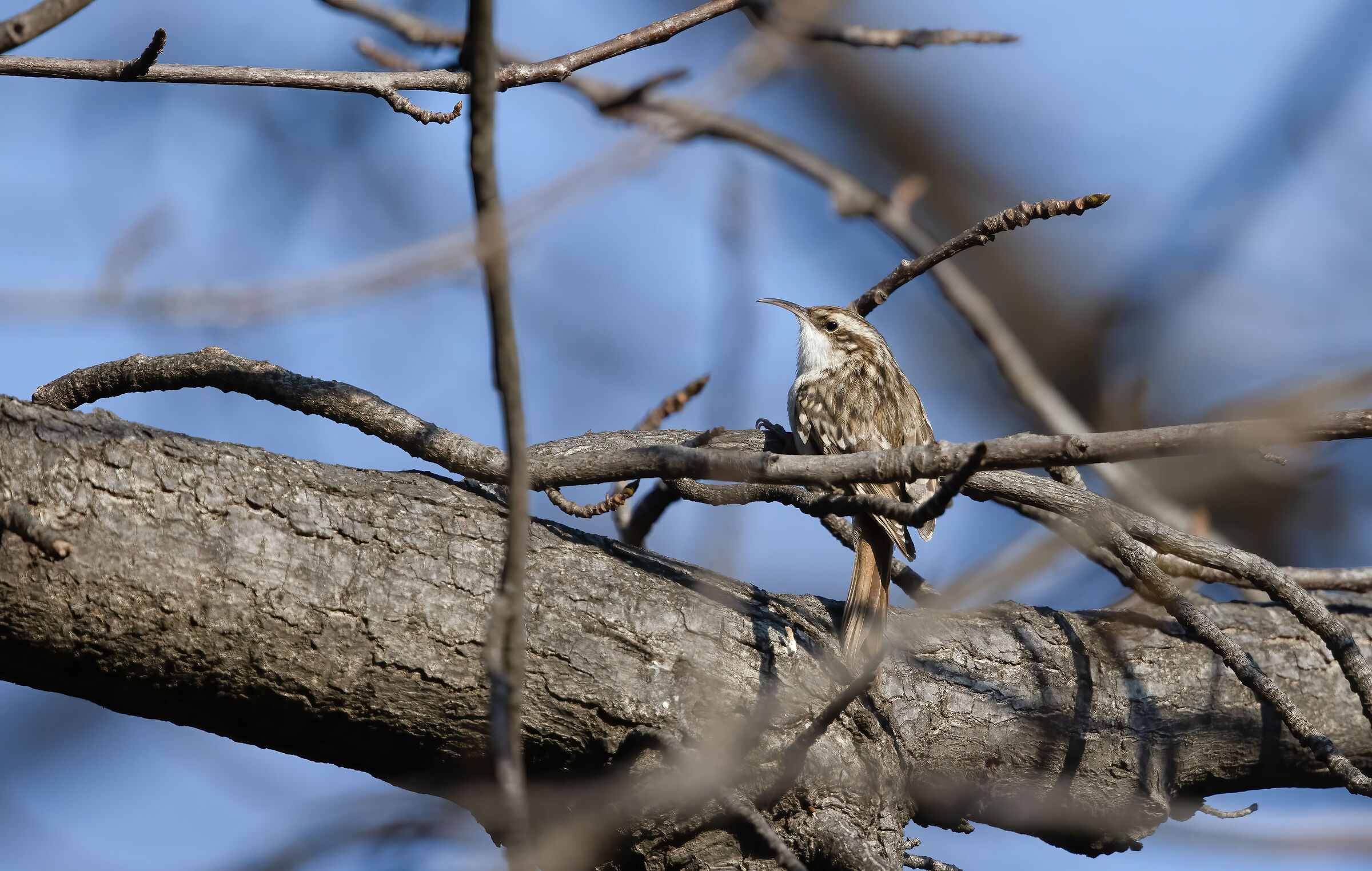 Rampichino comune (Certhia brachydactyla)
