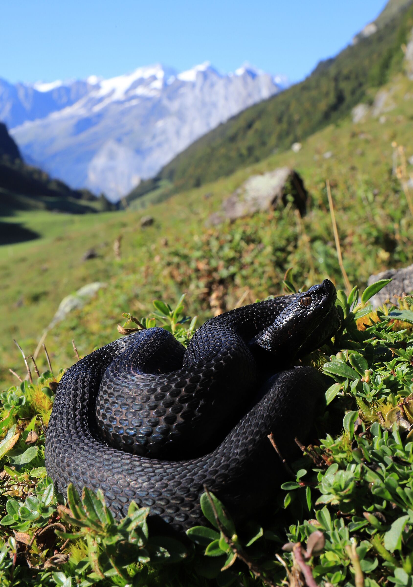 Vipera aspis aspis ex atra, maschio