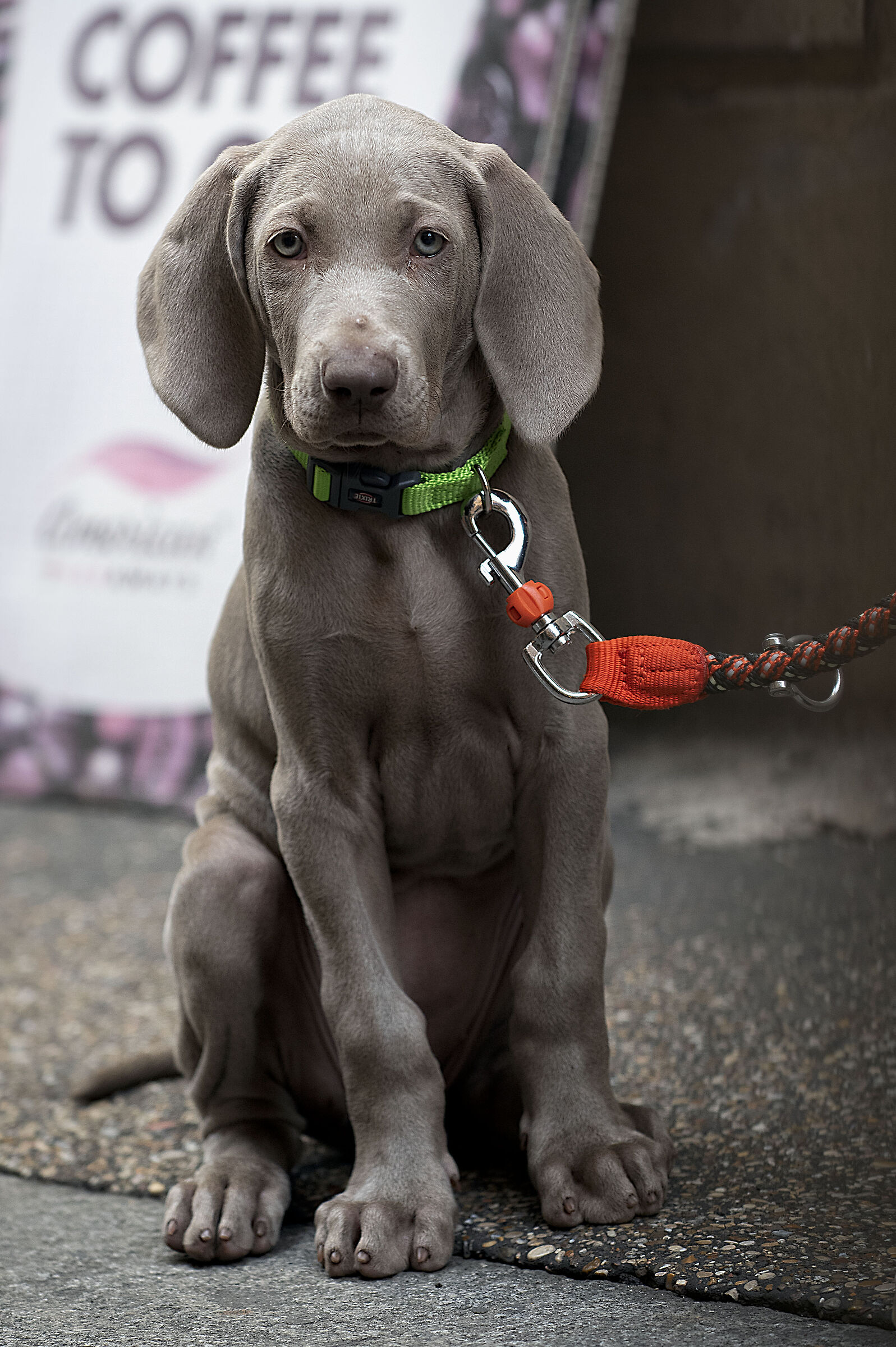 Cucciolo di Weimaraner