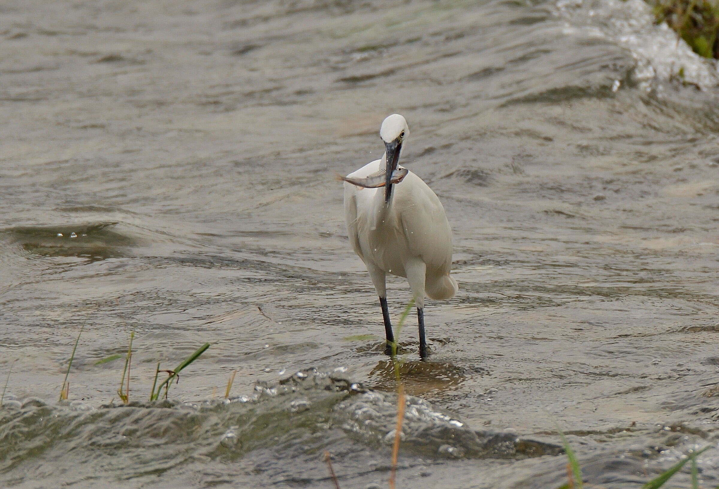 Egret with perch