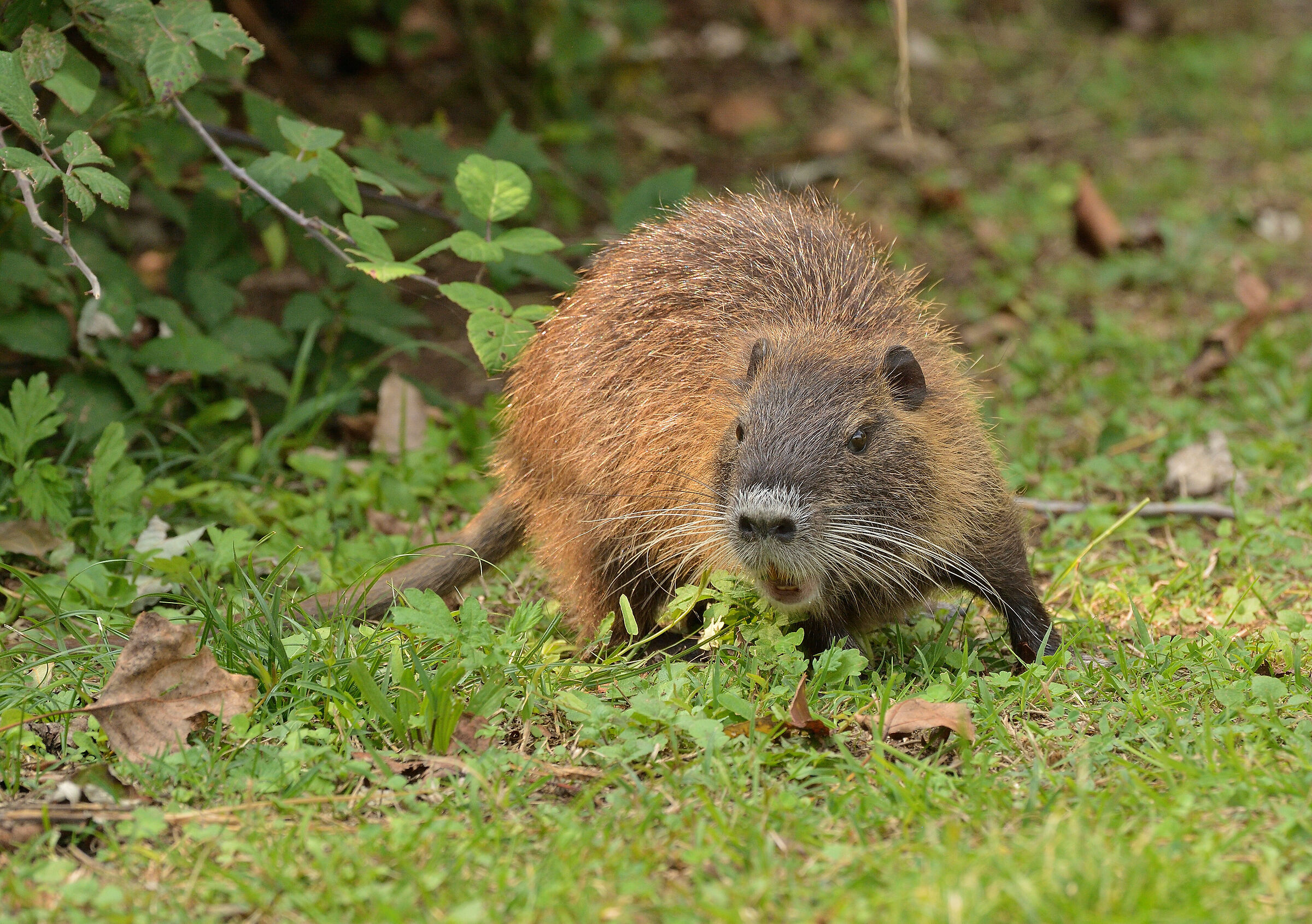 Nutria