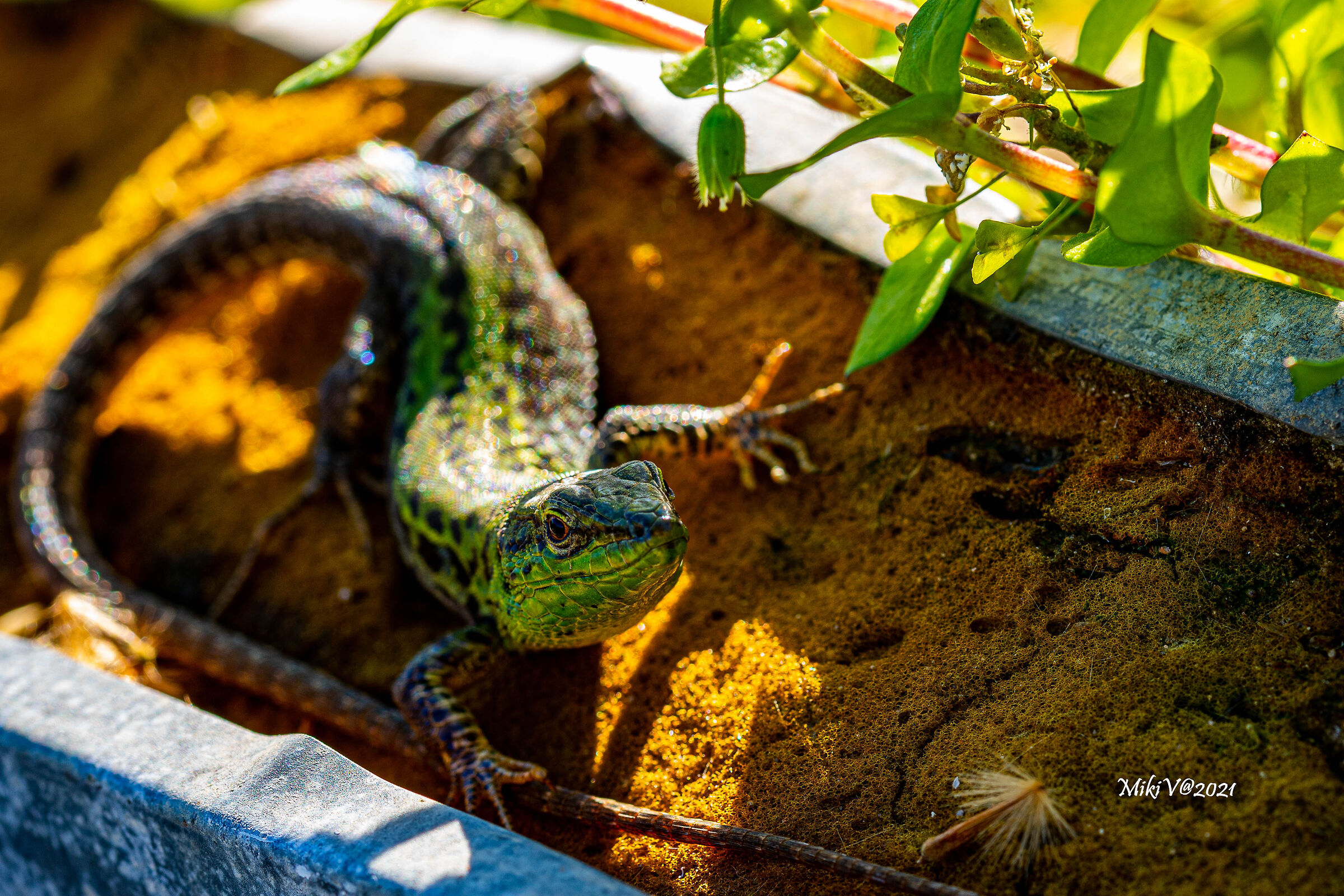 Che minchia guaddi??