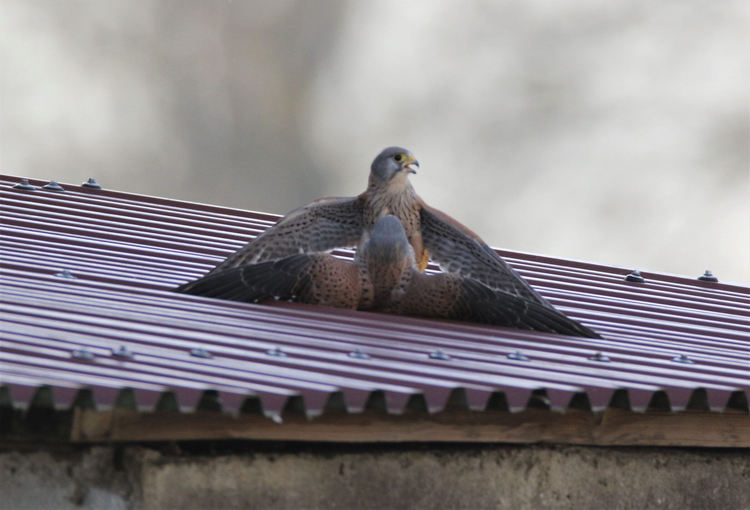 Ciulare is like drinking