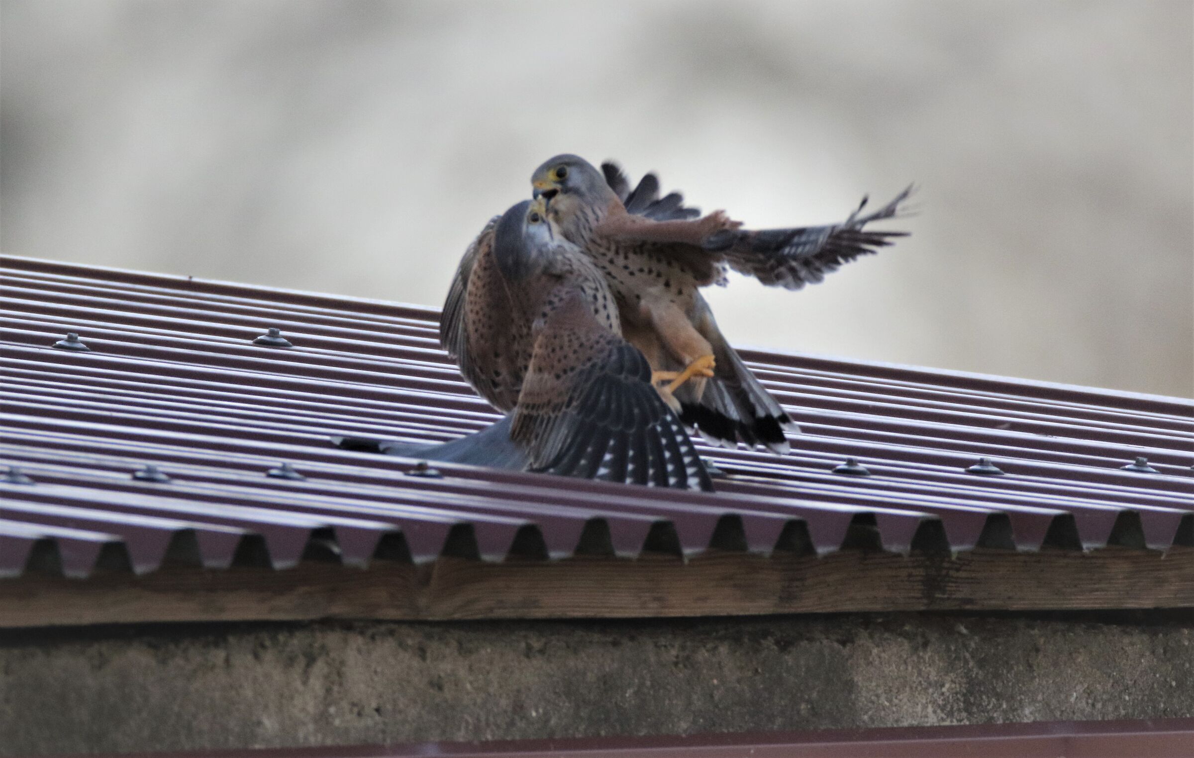 Ciulare is like drinking