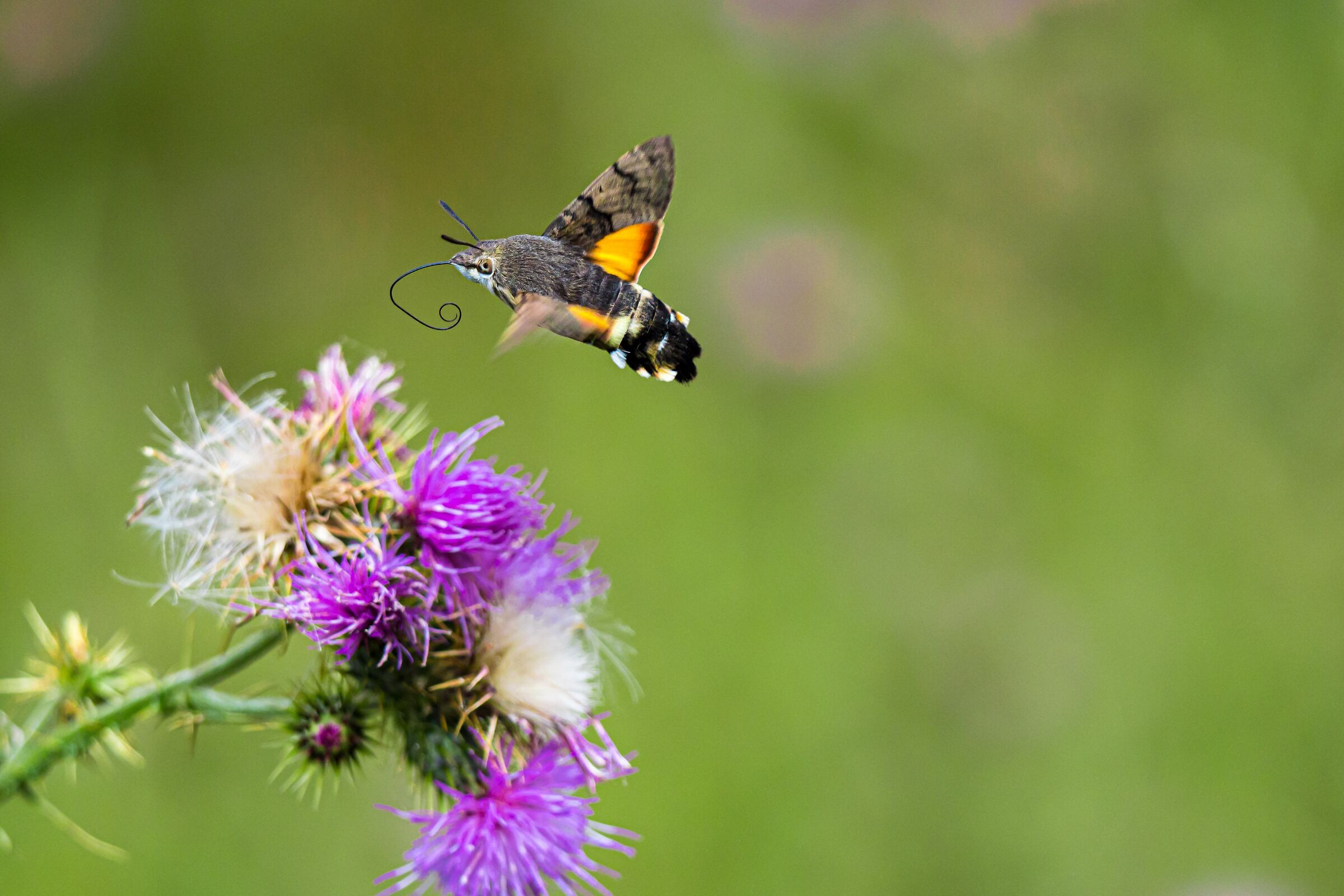 Nature is surprisingly.