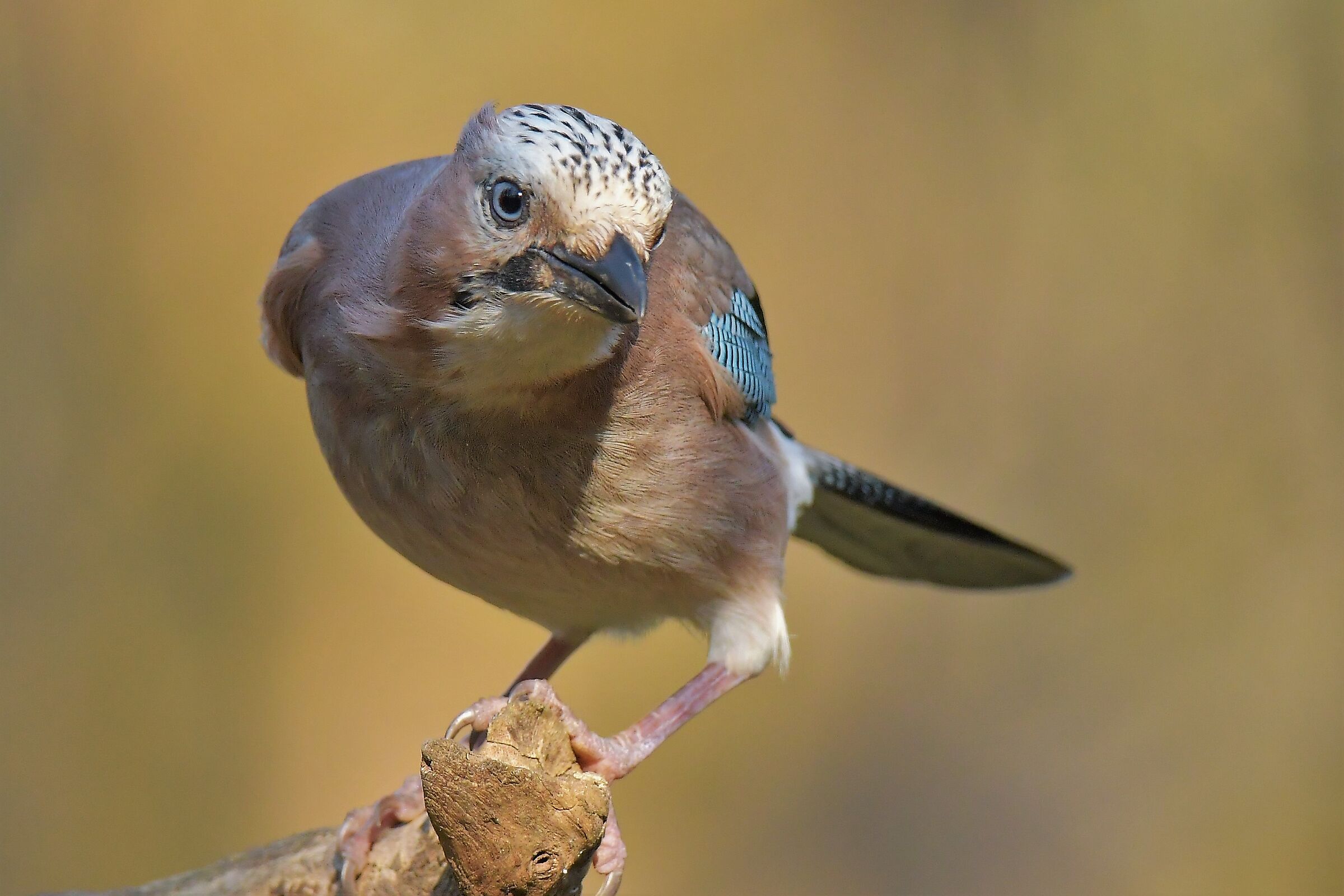 the look of the jay