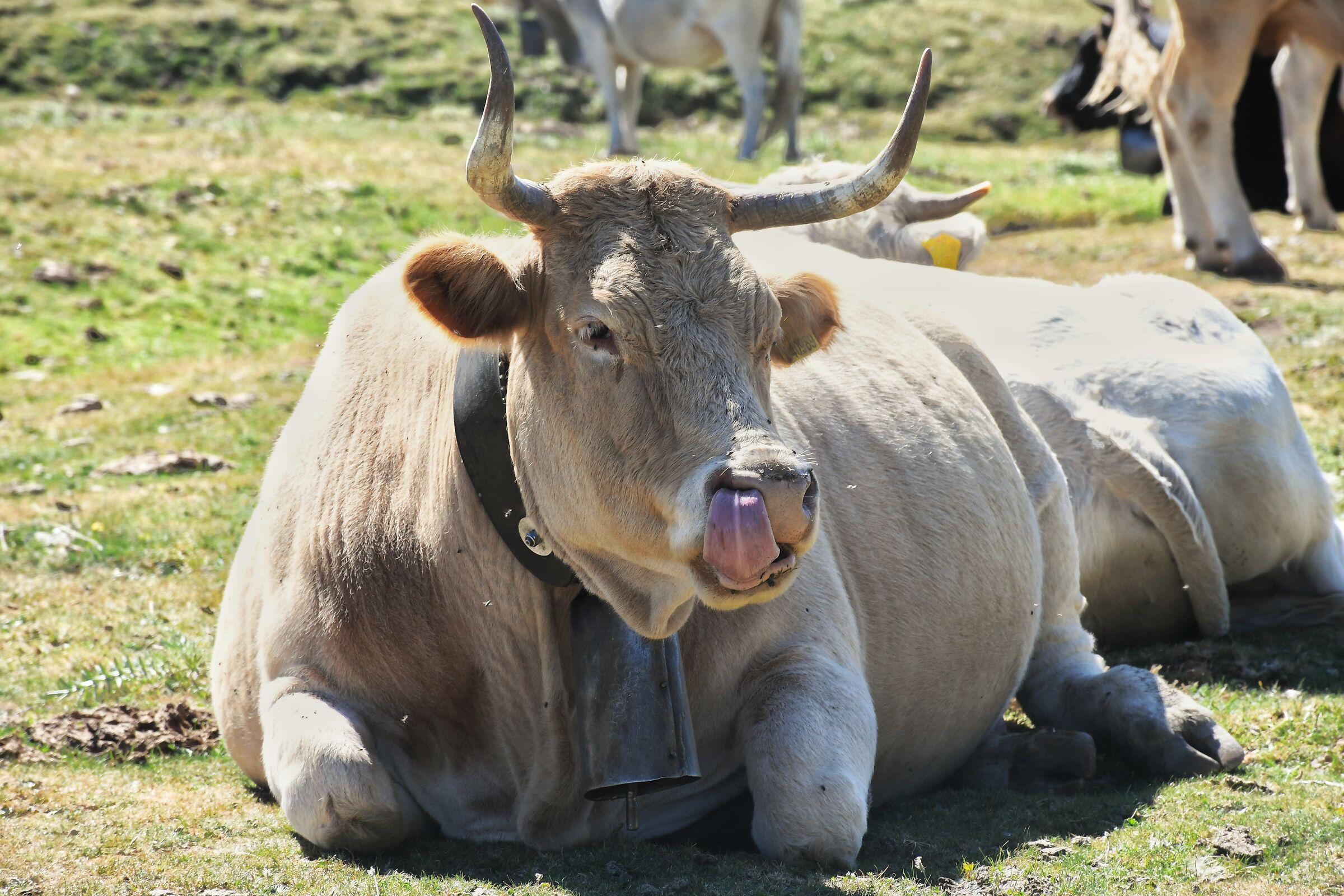 Pascolo nel Parco del Pollino
