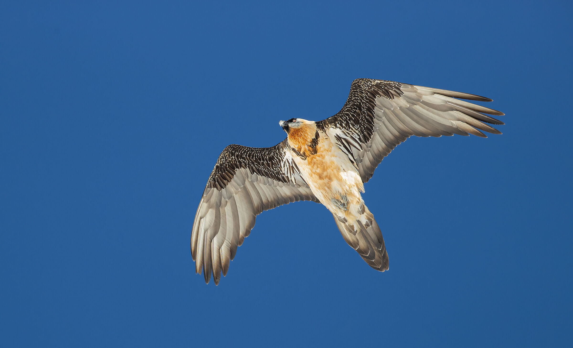 Gipeto (Gypaetus barbatus)