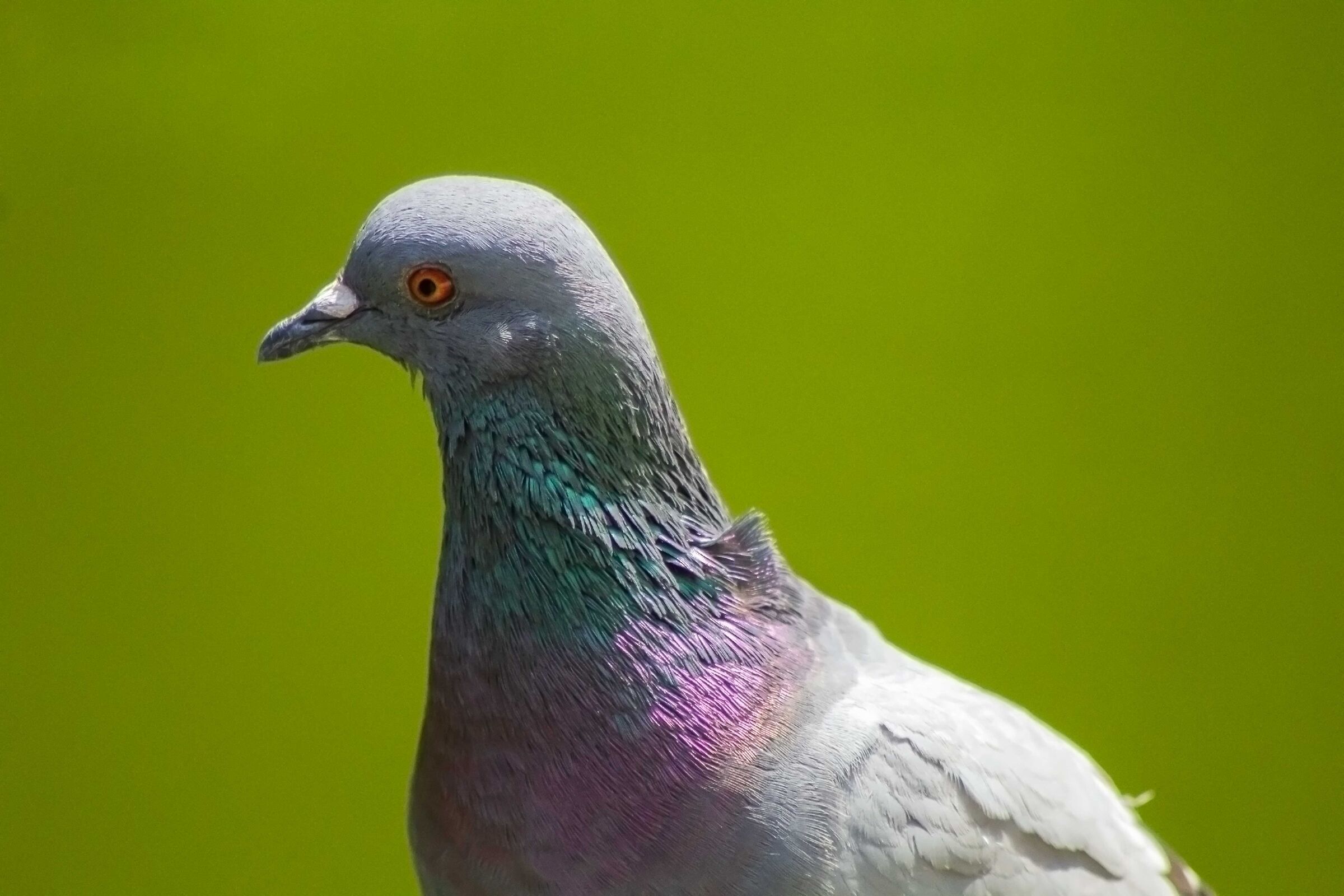 Pigeon