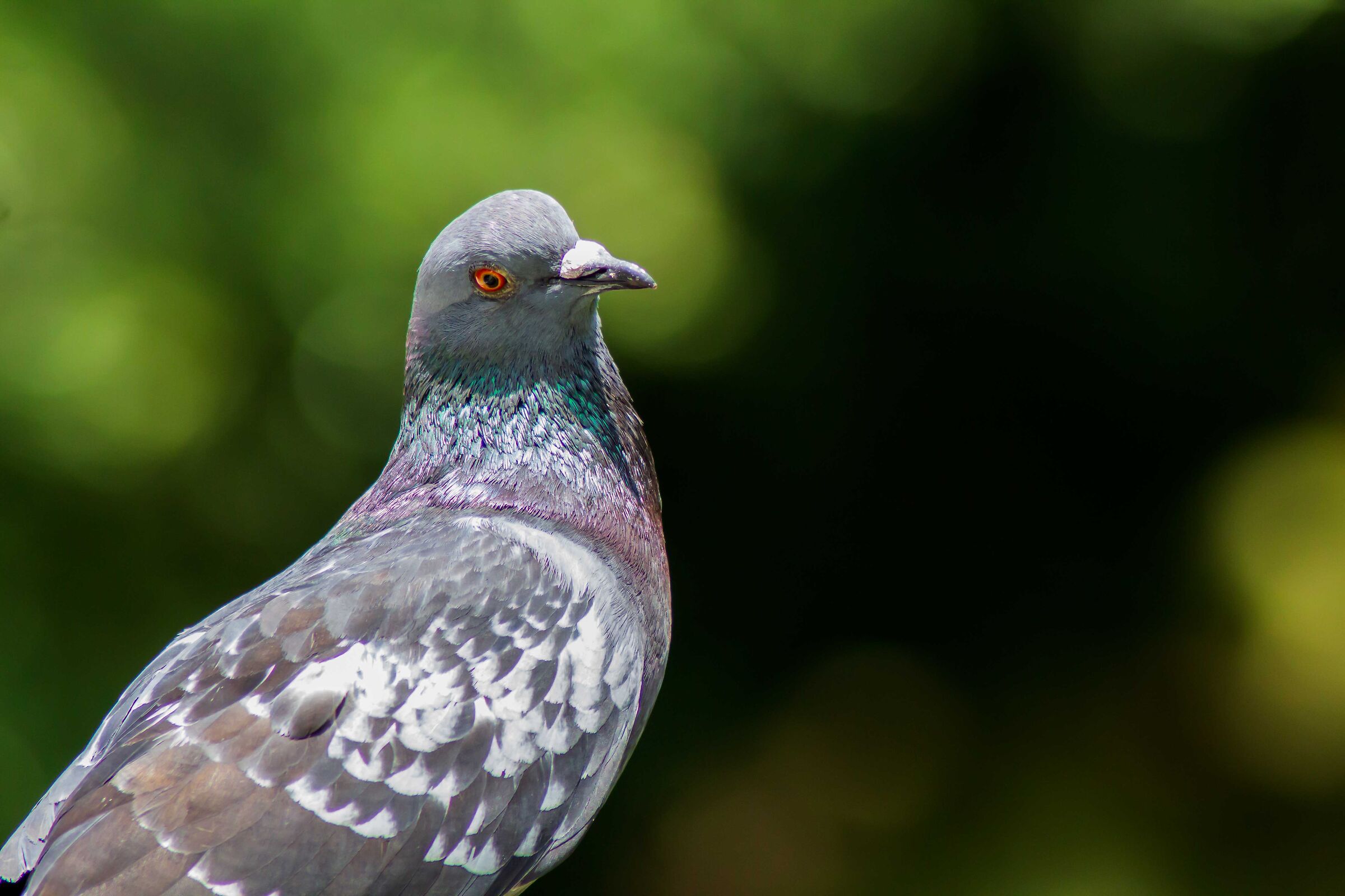 Pigeon