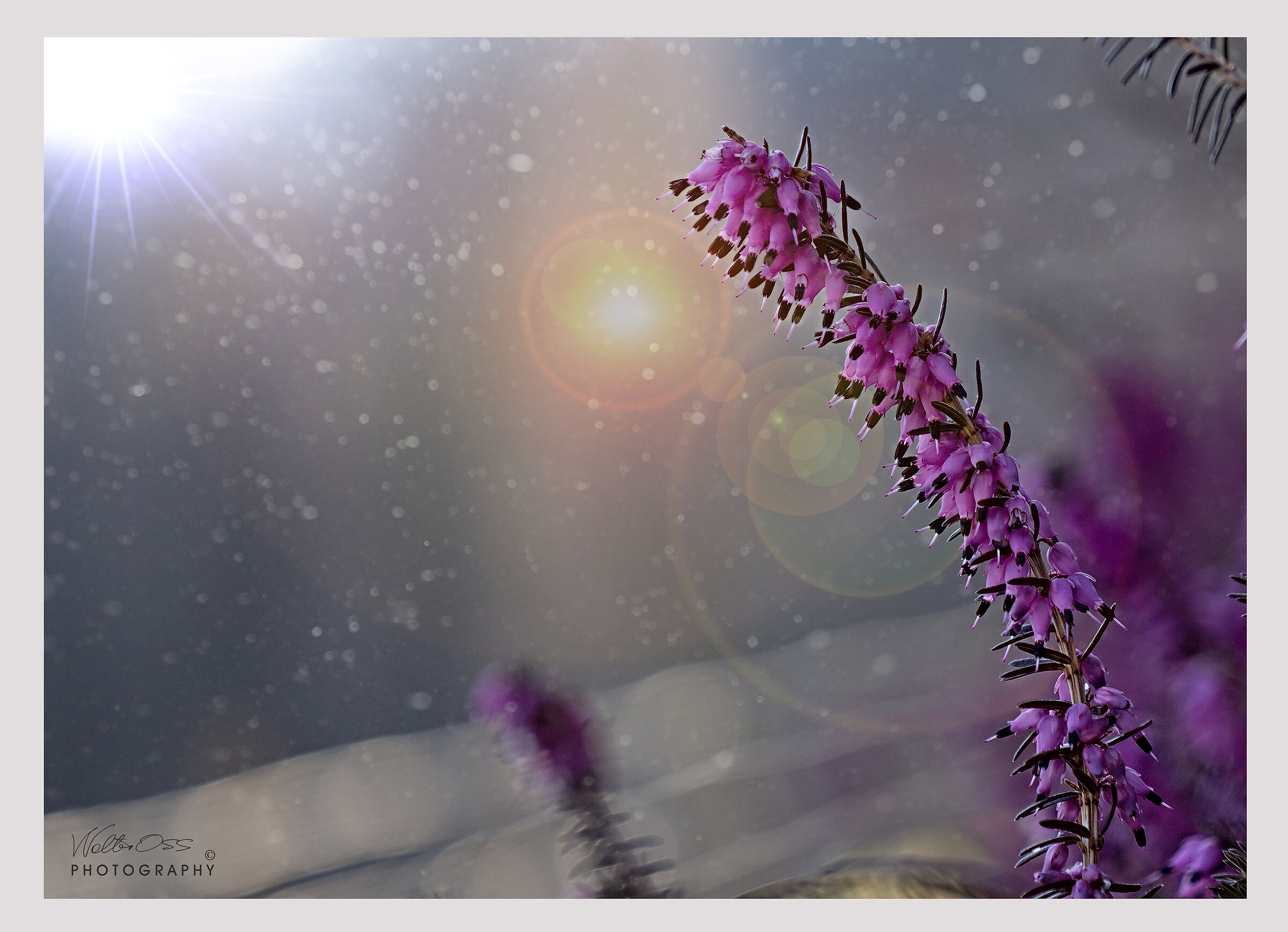 controluce
