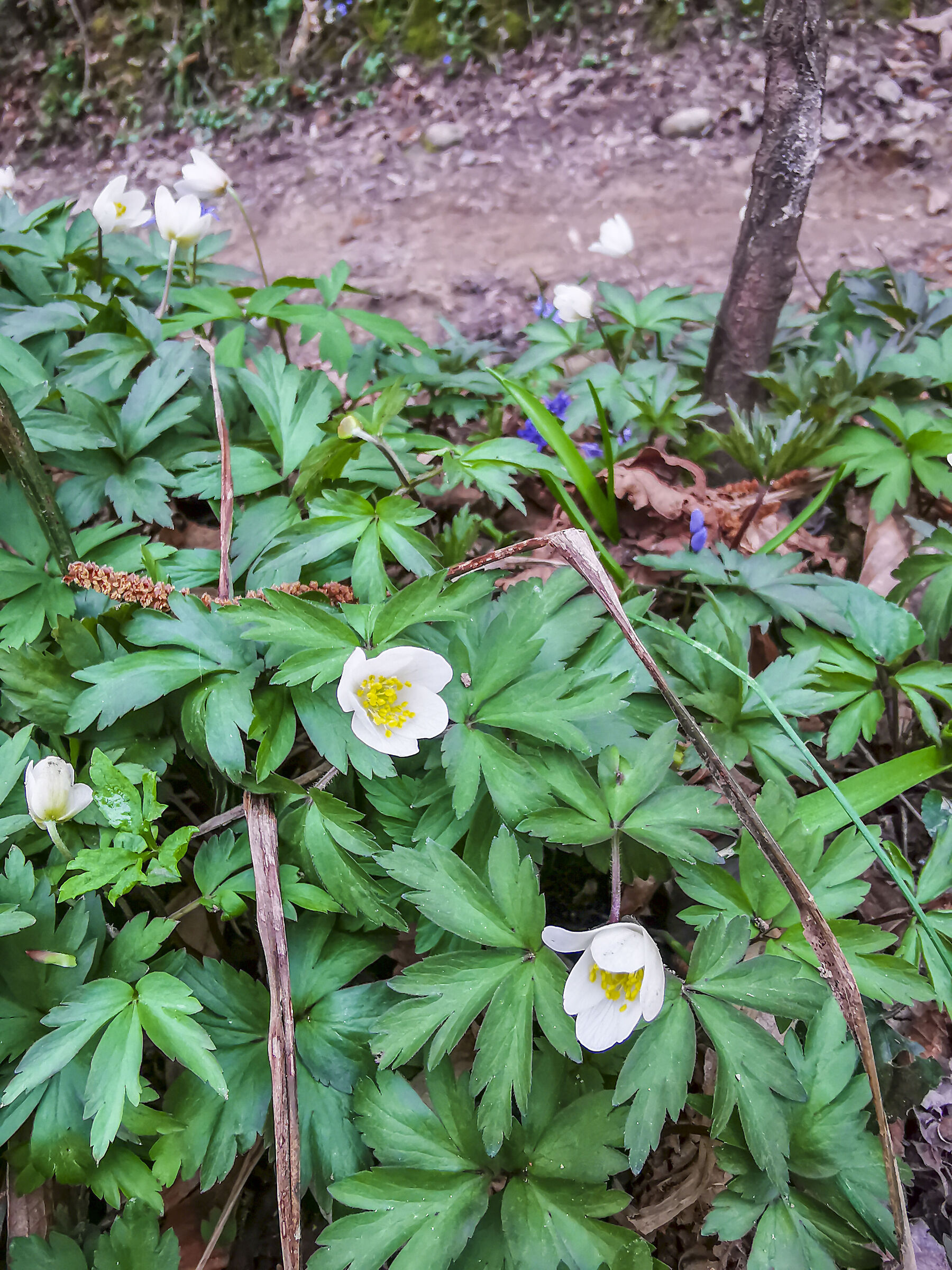 spring flowers